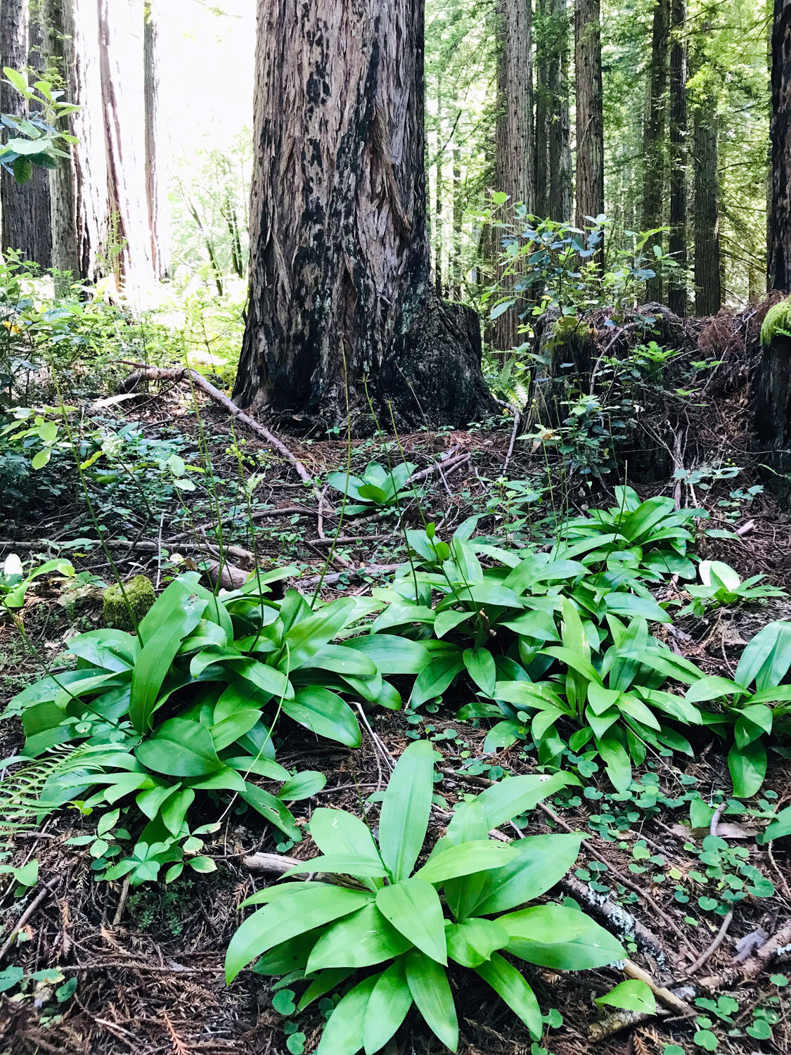  Andrews' Clintonia (Clintonia andrewsiana)