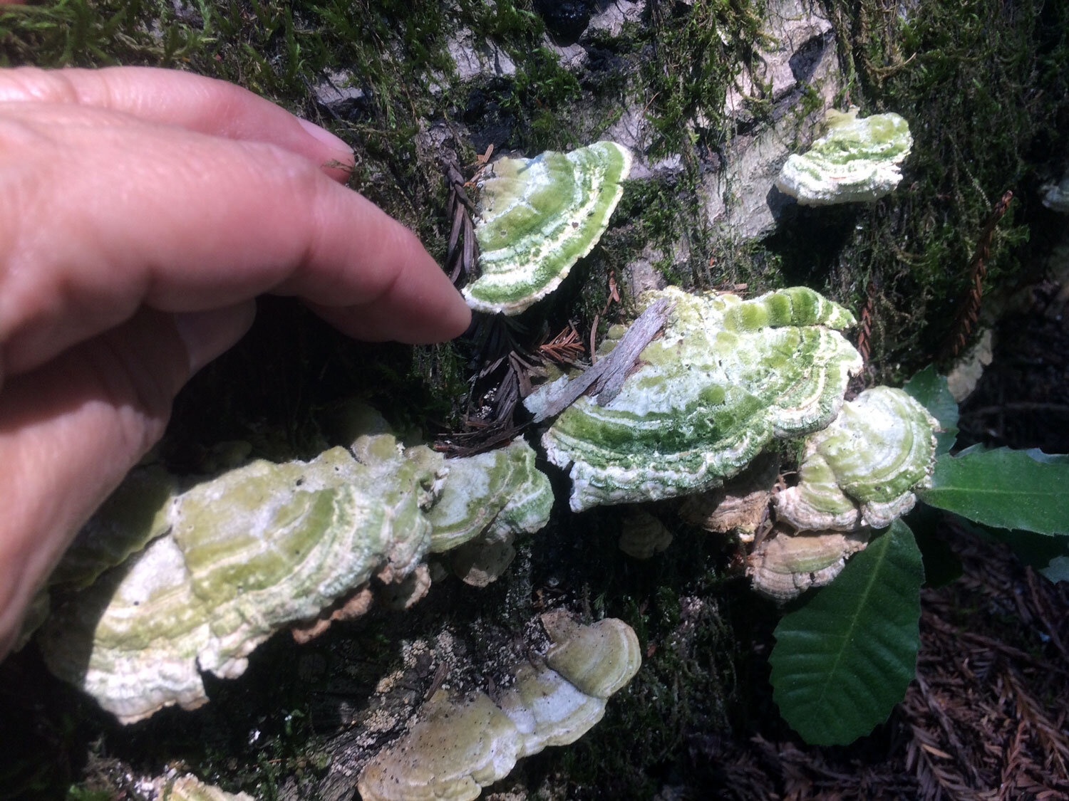 Gilled Polypore (Trametes betulina)