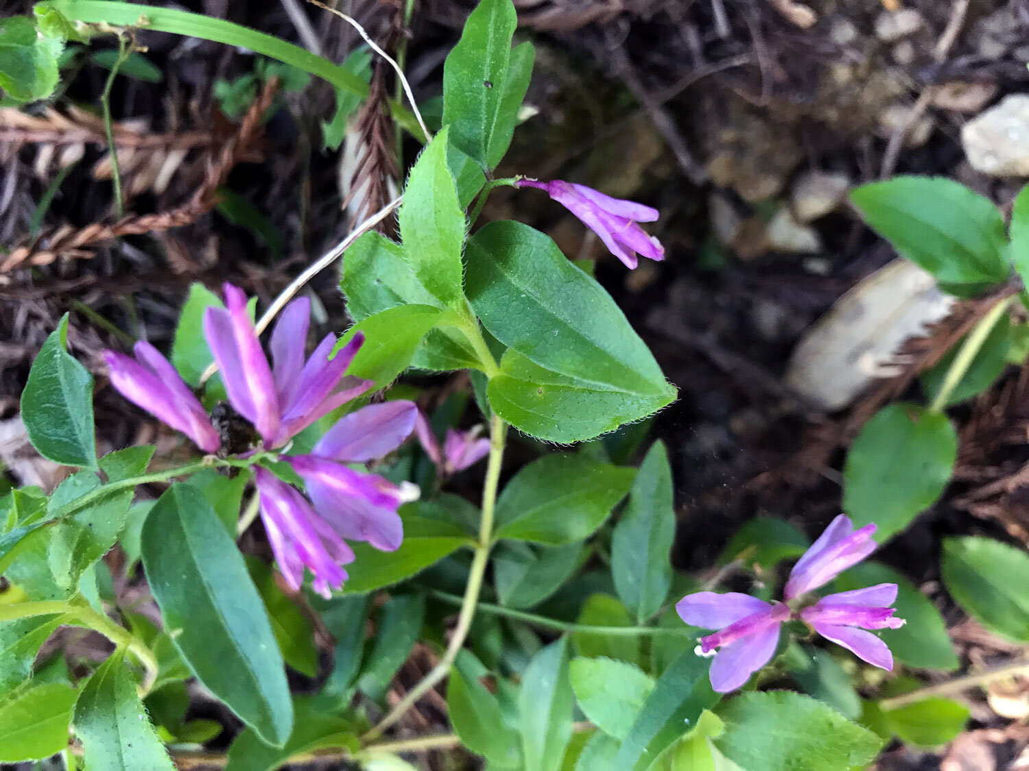 California Milkwort (Rhinotropis californica)