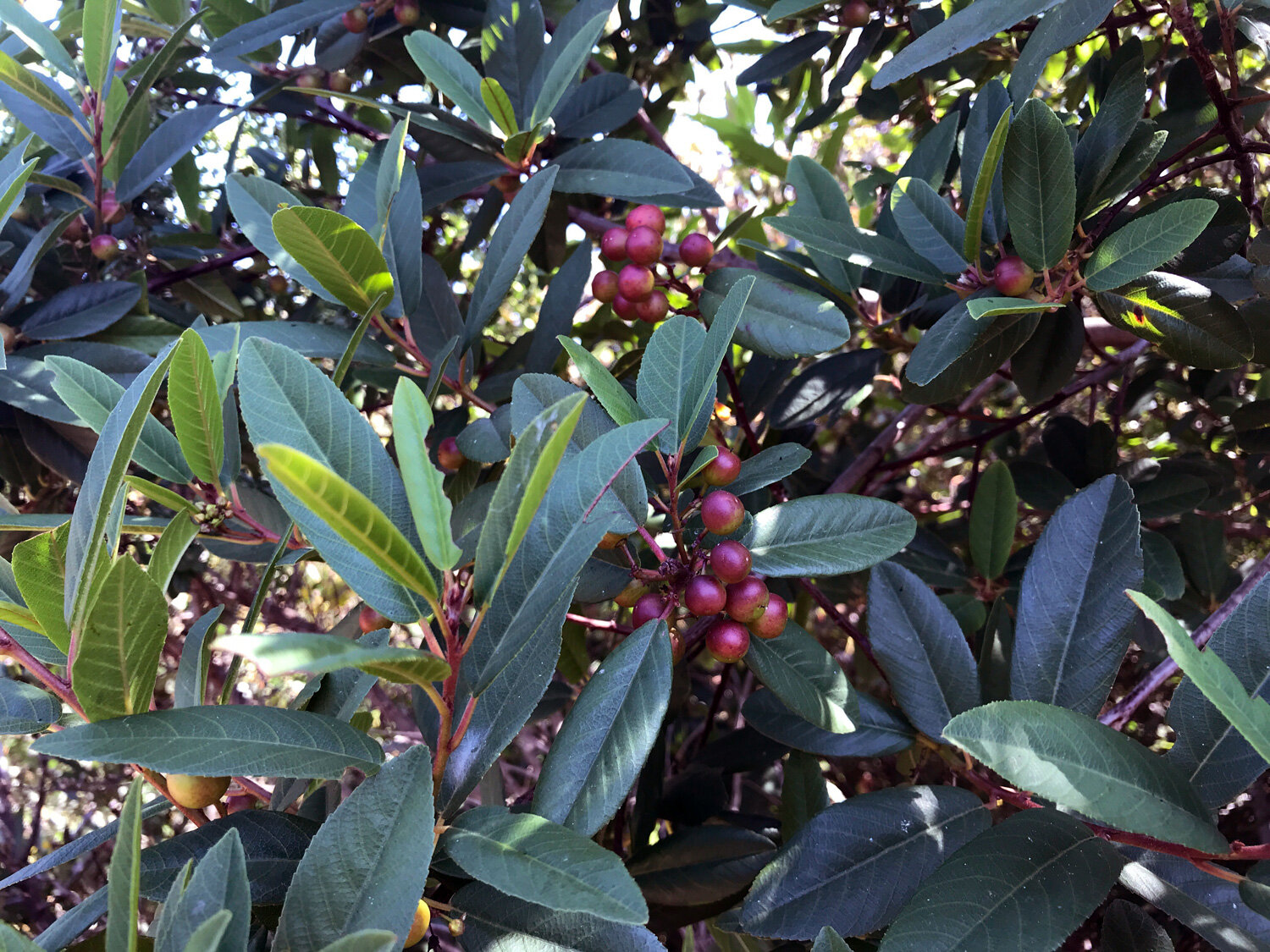 Coffeeberry (Frangula californica)
