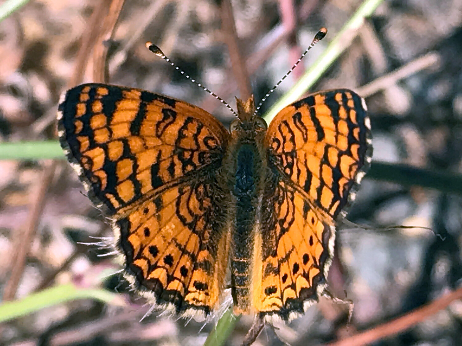 Mylitta Crescent (Phyciodes mylitta)