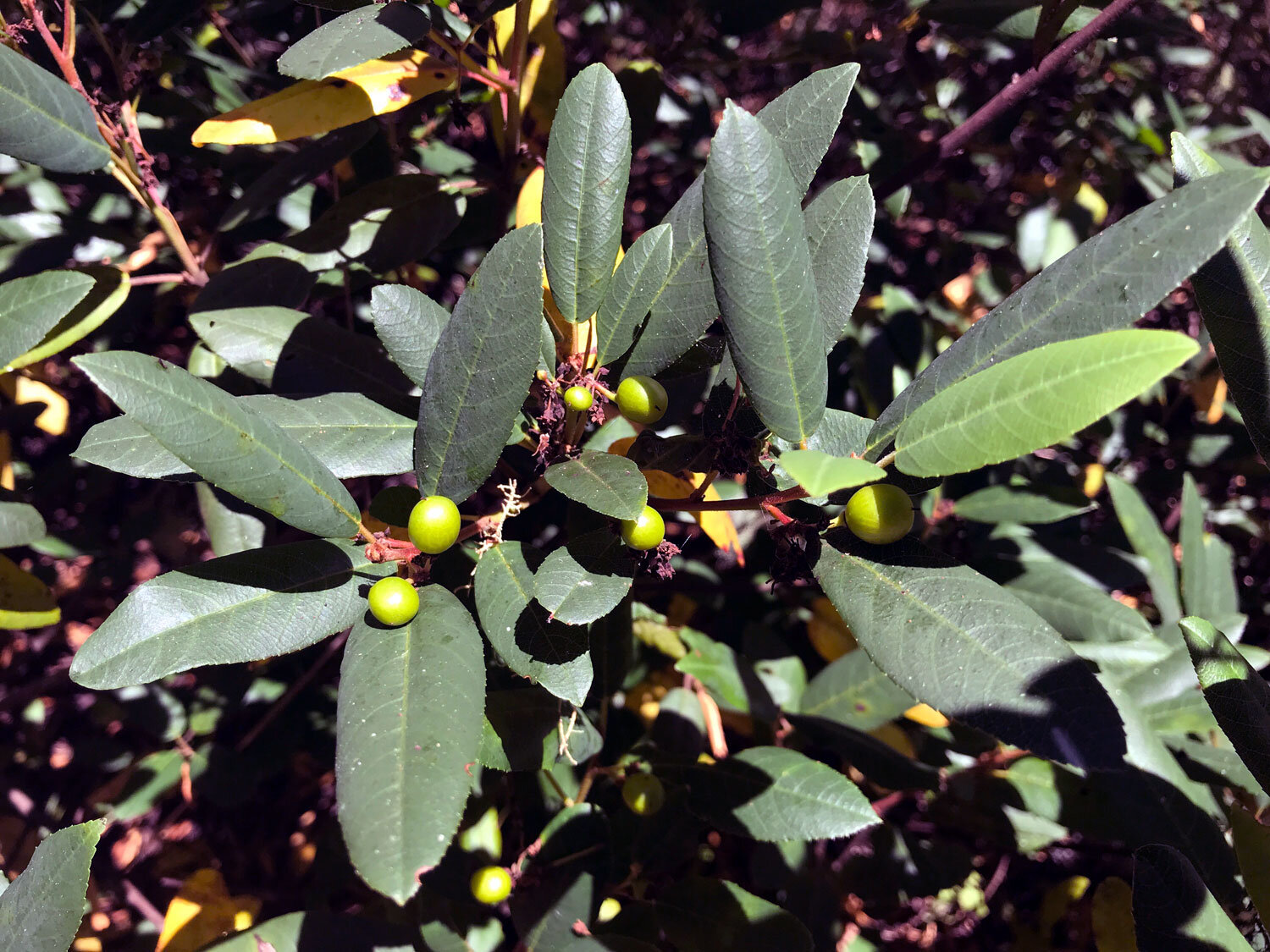Coffeeberry (Frangula californica)