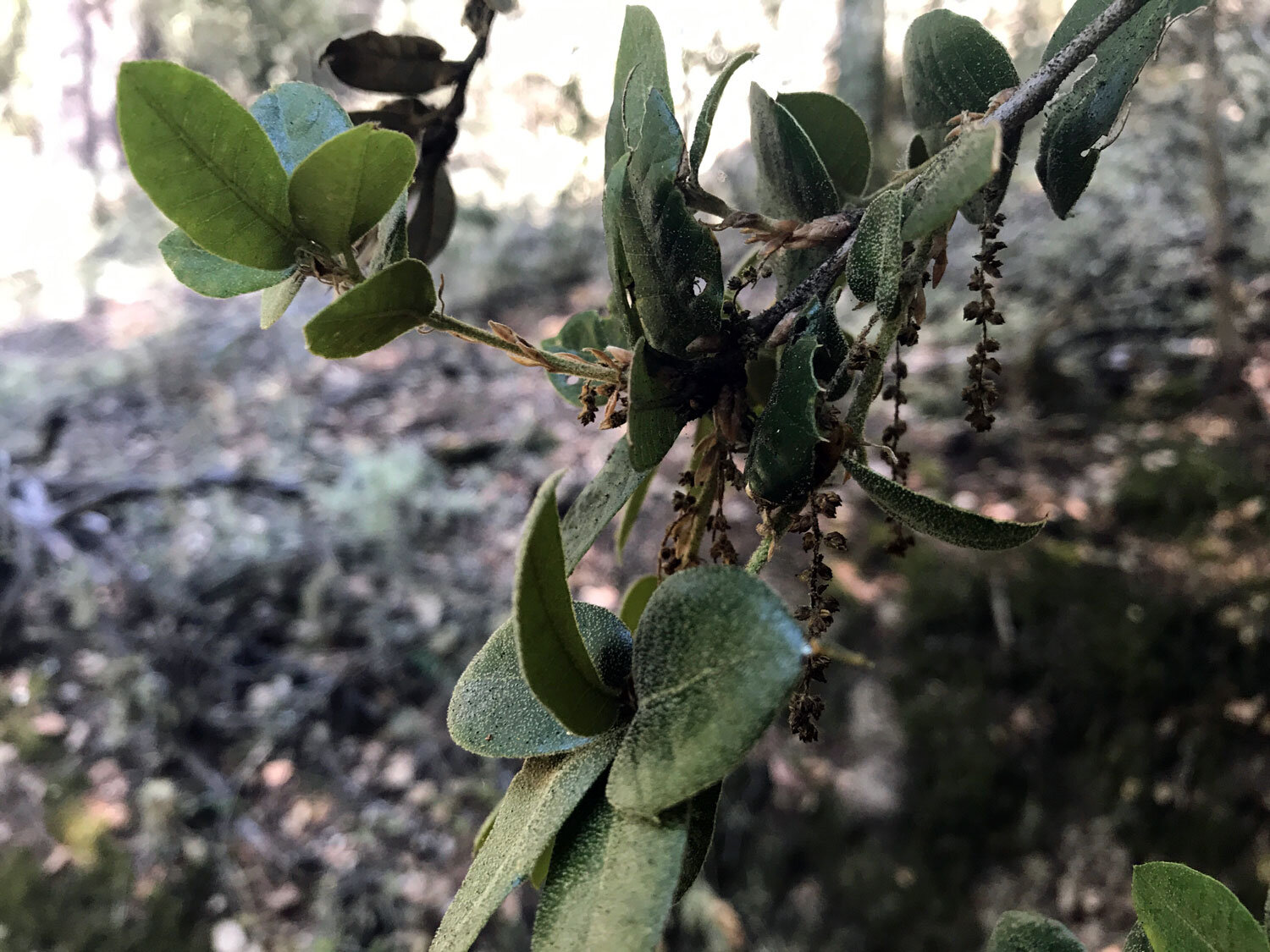 Bearberries and Manzanitas (Genus Arctostaphylos)