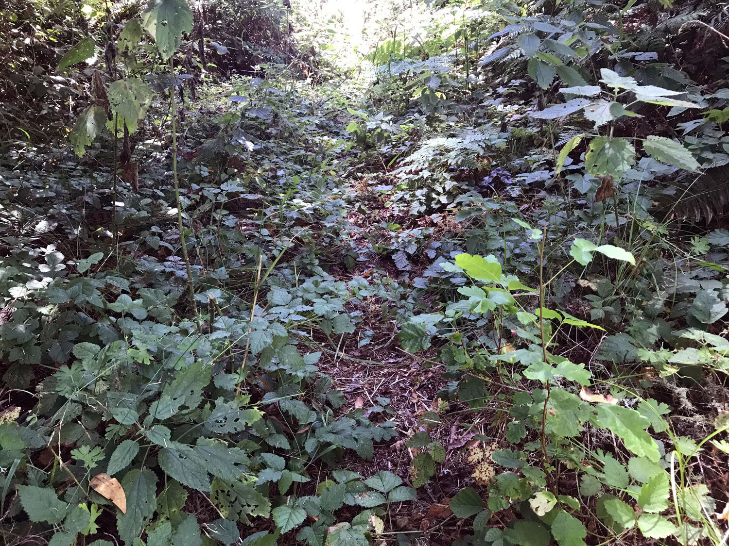 stinging nettle and poison oak line the trail