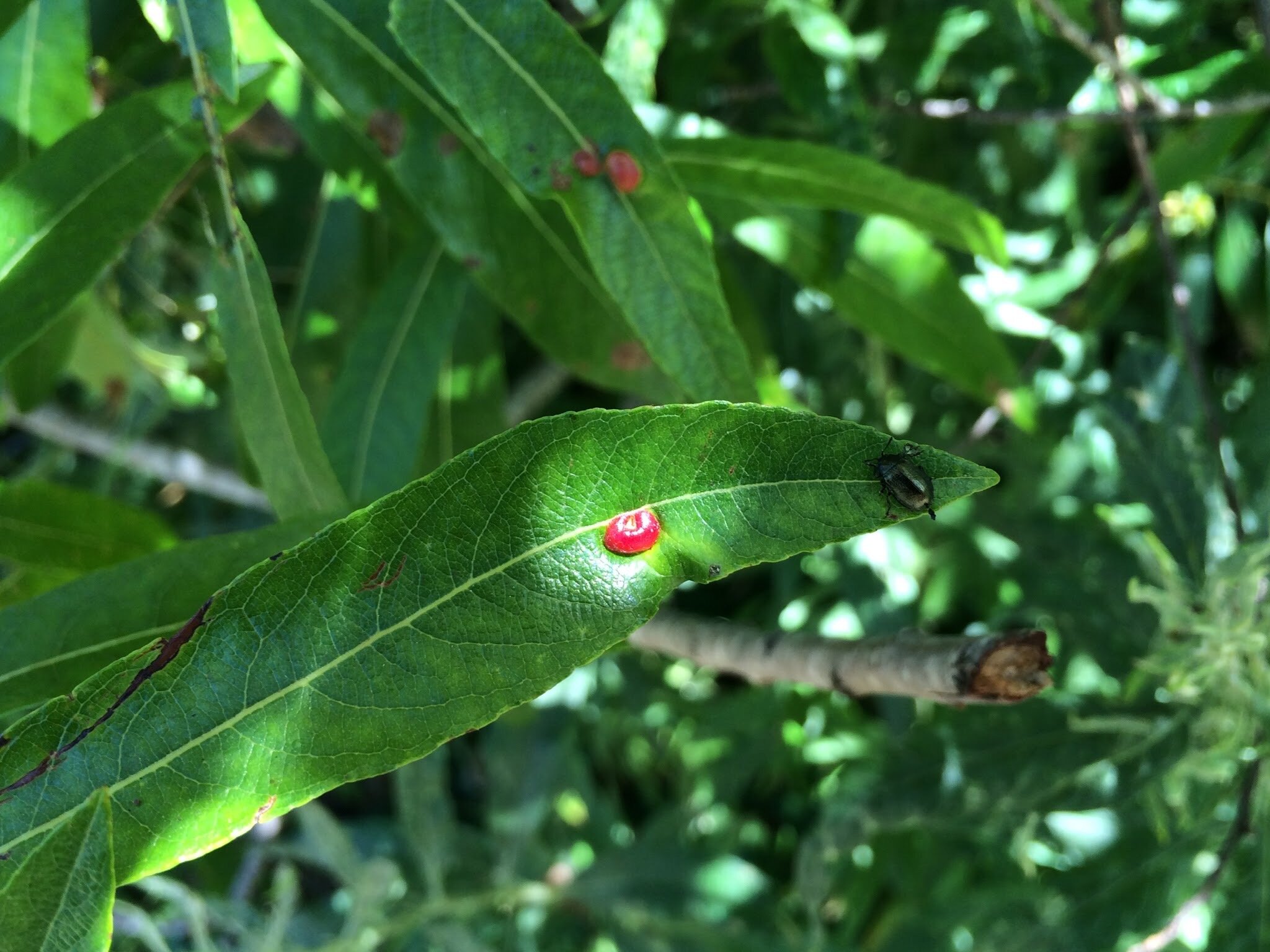 Willow Apple Gall Sawfly (Pontania californica)