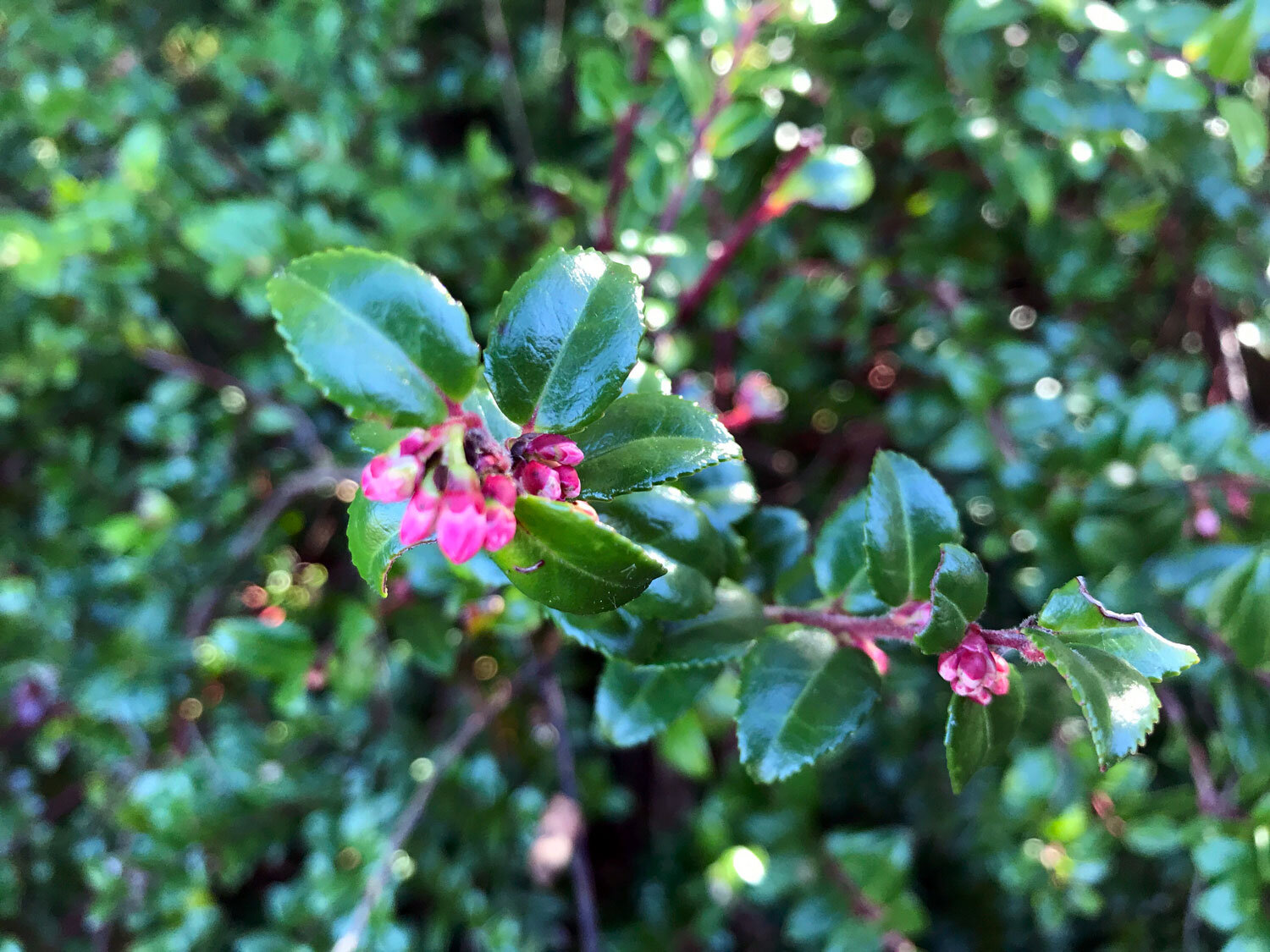 Evergreen Huckleberry (Vaccinium ovatum)