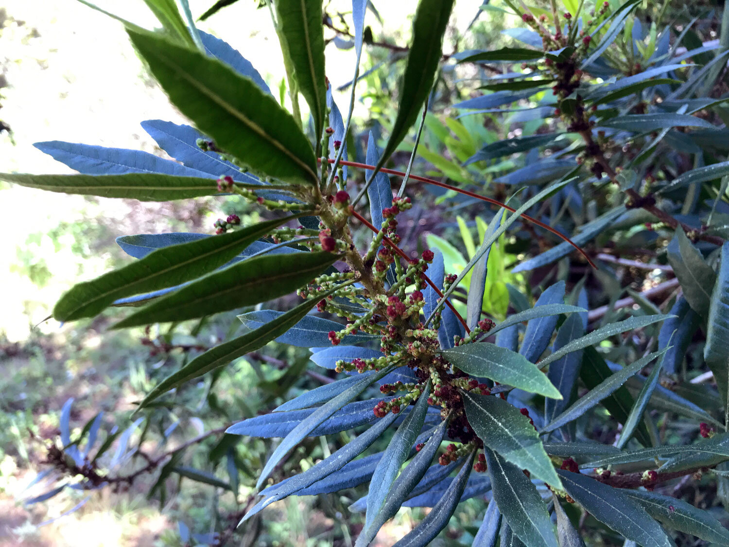Pacific Wax Myrtle (Morella californica)