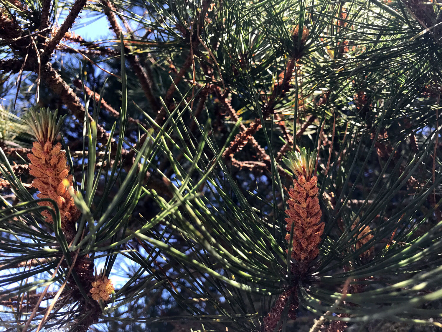 Pines (Genus Pinus)