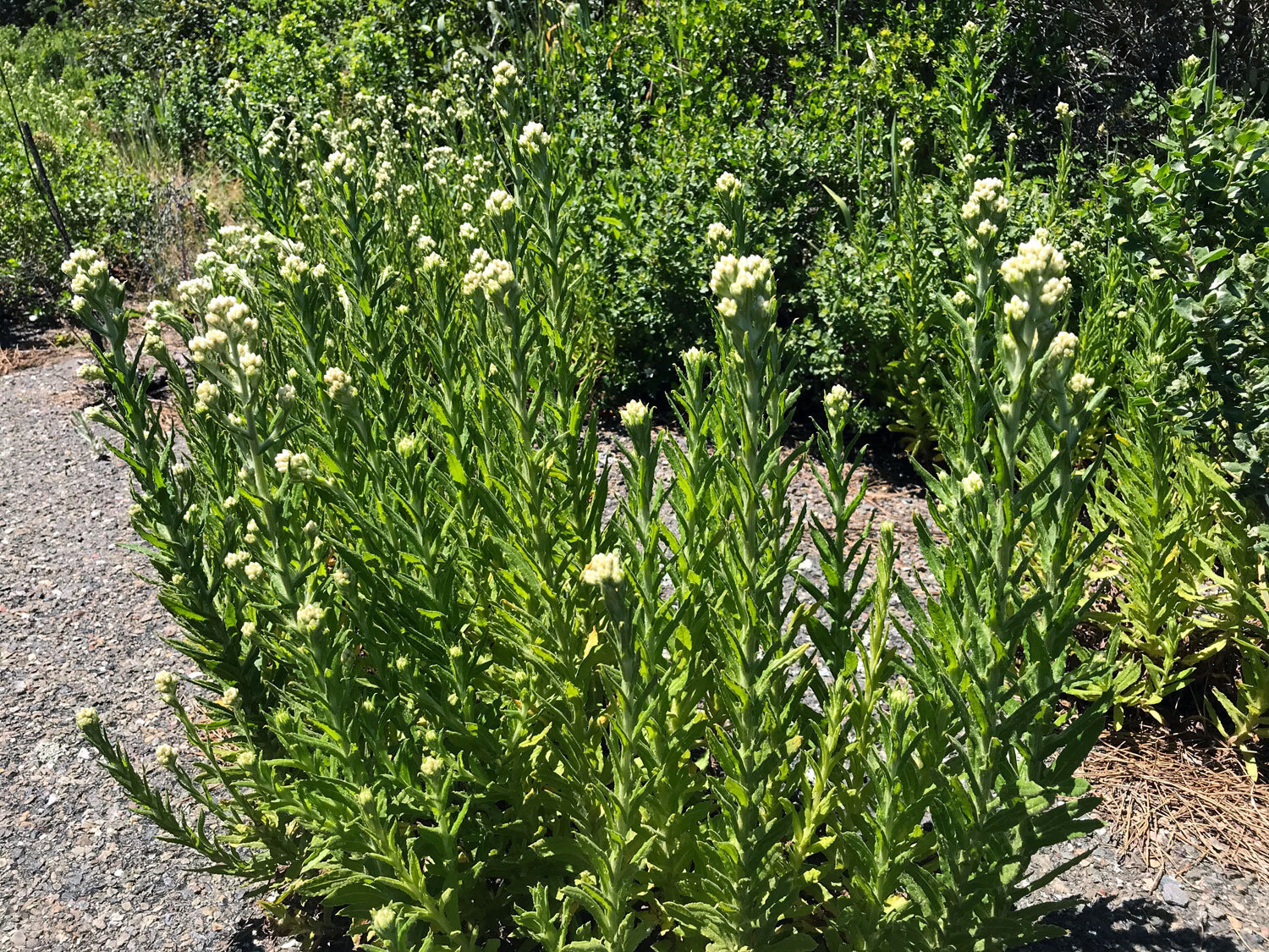 California Cudweed (Pseudognaphalium californicum)