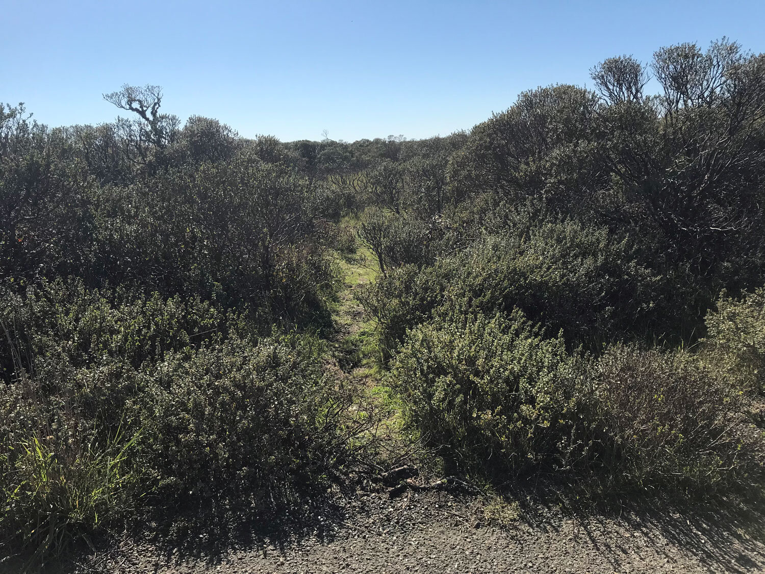 path among the coyote brush