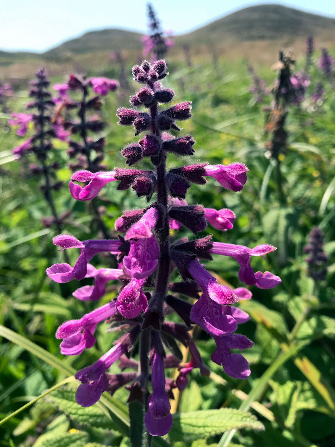 Coastal Hedge-Nettle (Stachys chamissonis)