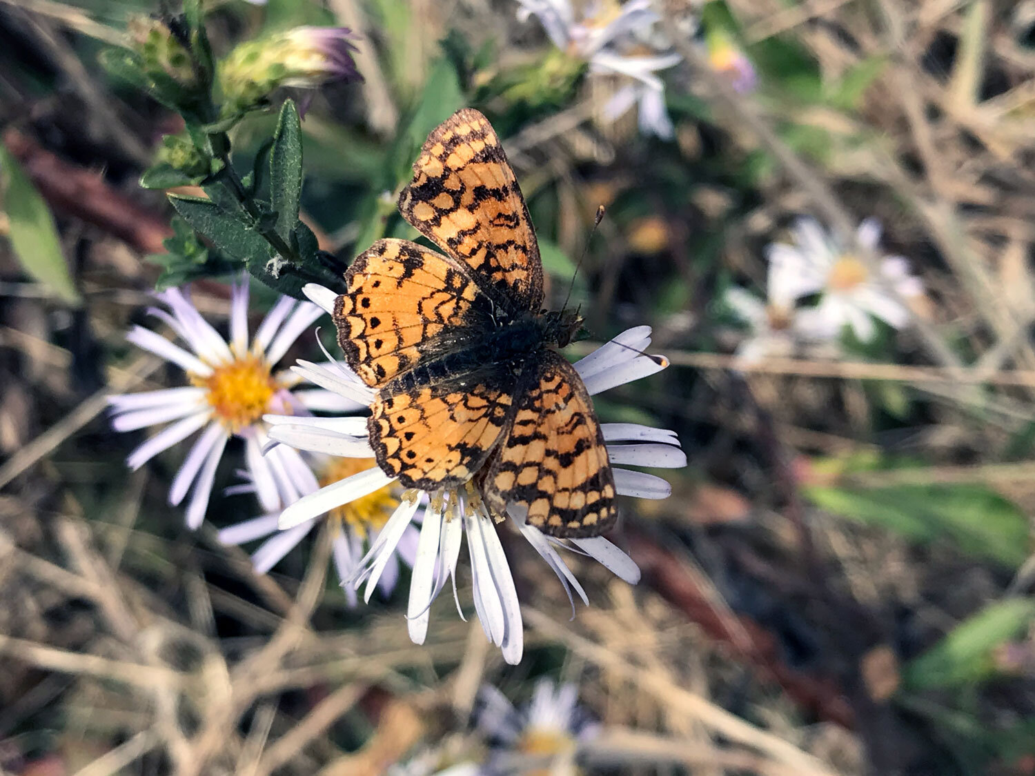 Mylitta Crescent (Phyciodes mylitta)