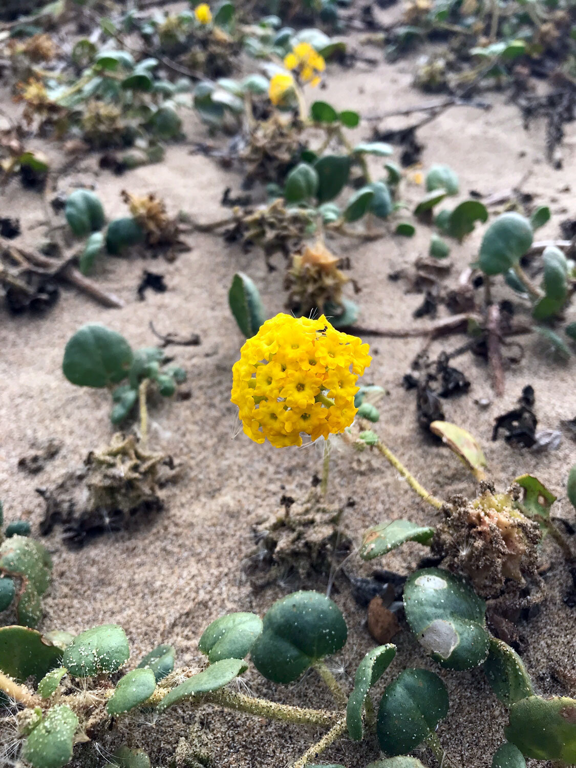 Yellow Sand Verbena (Abronia latifolia)