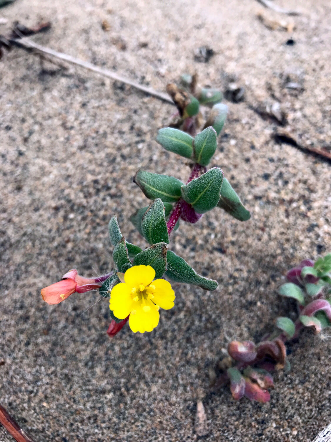 Beach Suncup (Camissoniopsis cheiranthifolia)