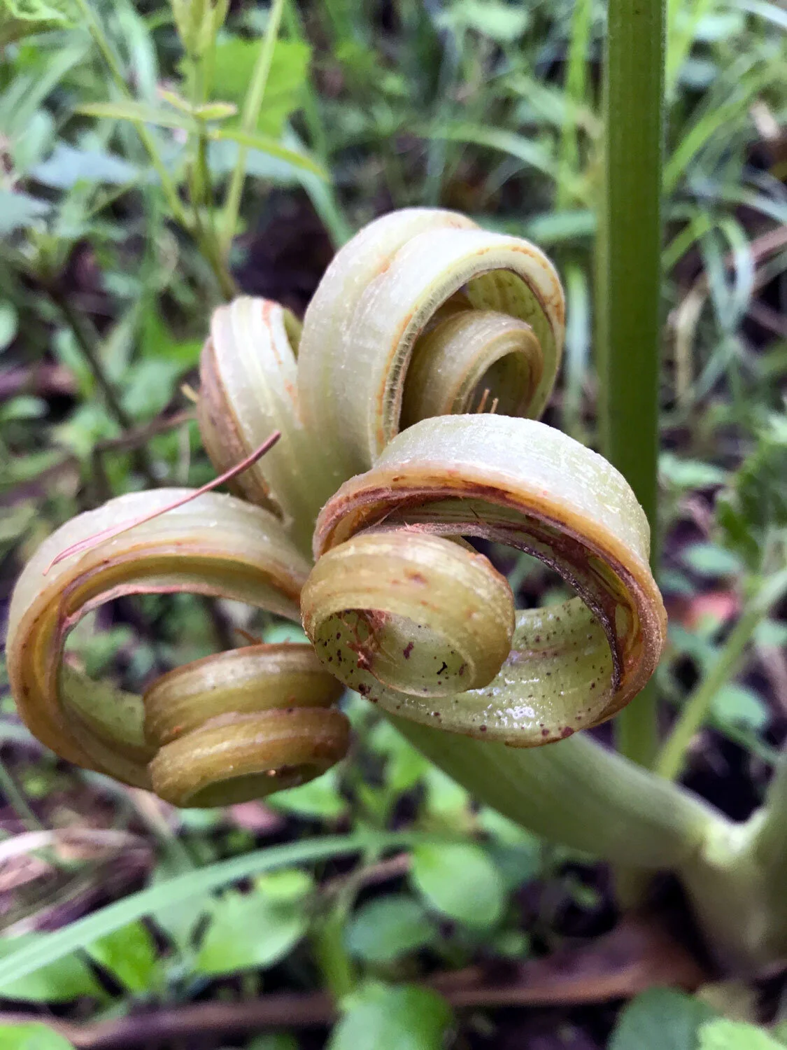 cowparsnip stalk curled back