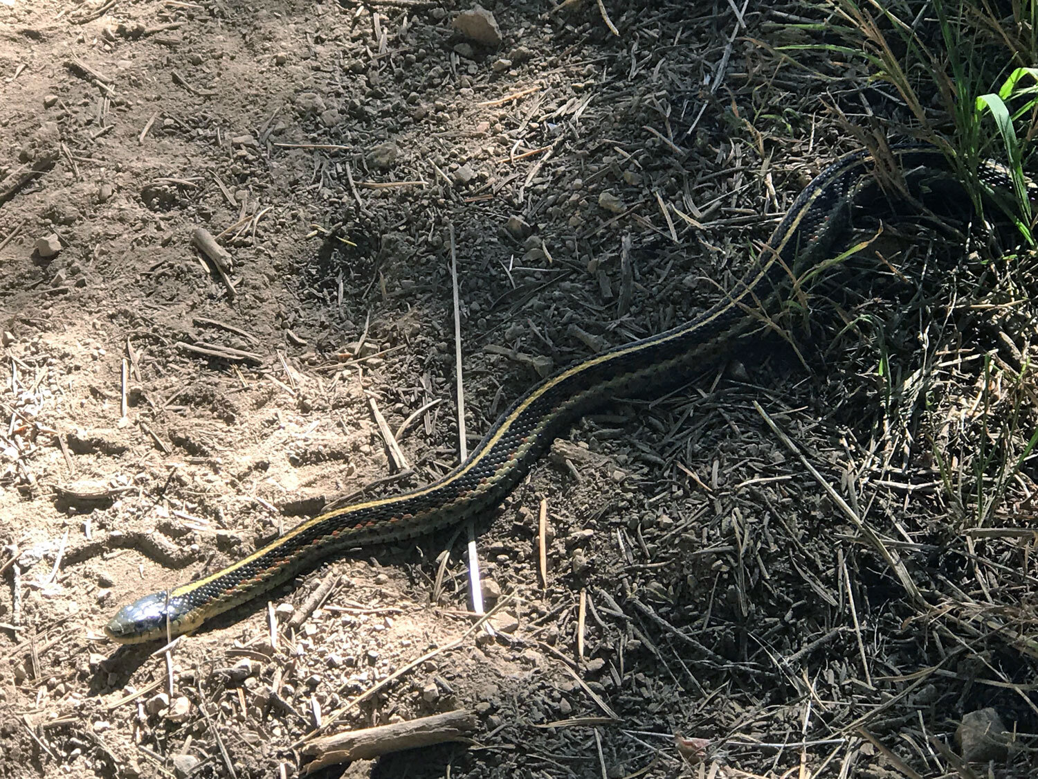 Coast Garter Snake (Thamnophis elegans ssp. terrestris)