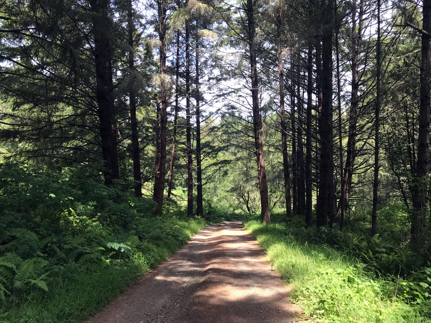 gravel path to Stewart Trail (bikes ok)