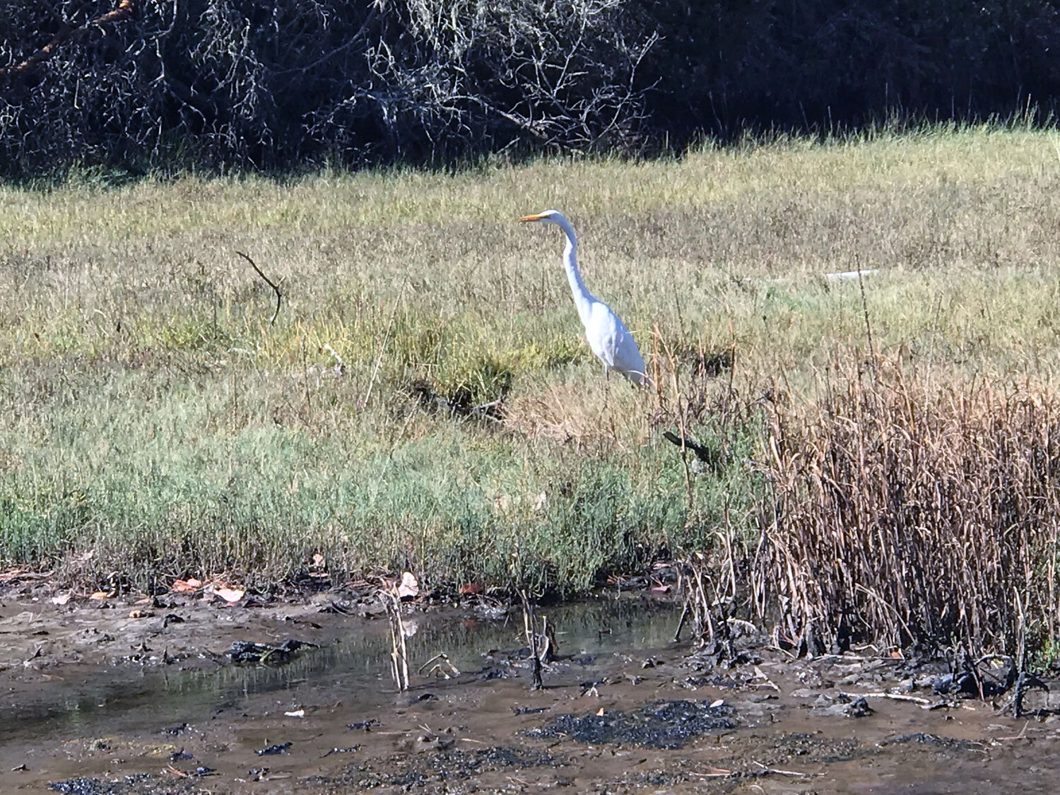 Great Egret (Ardea alba)