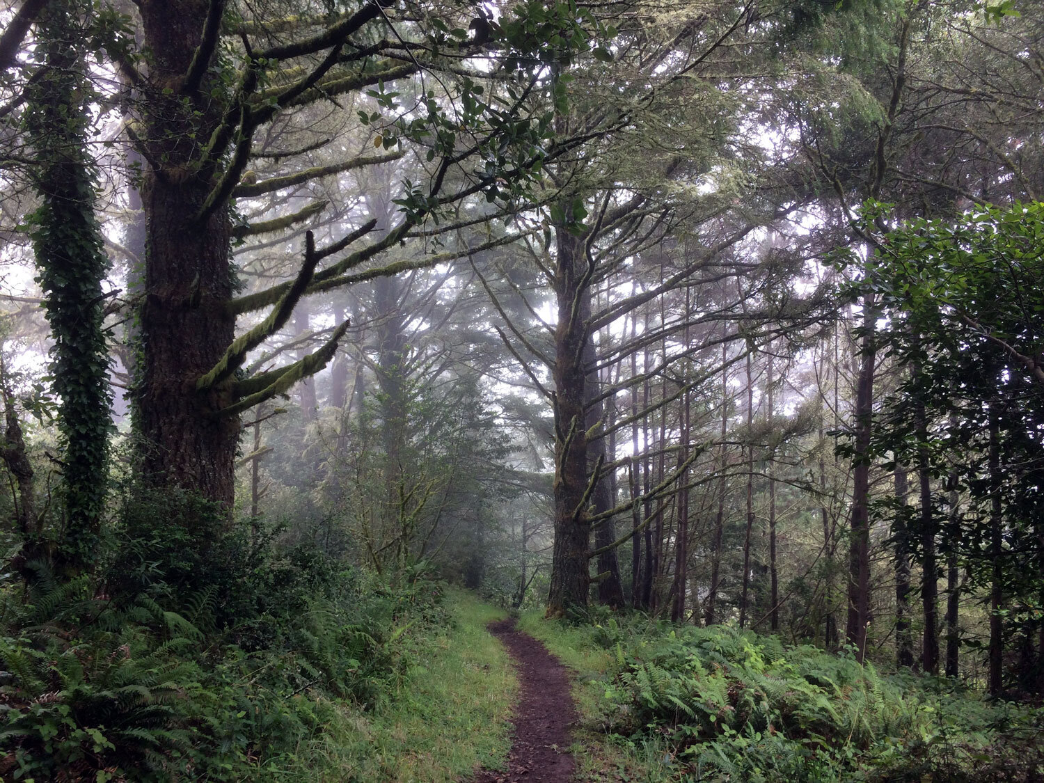 Bayview Trail