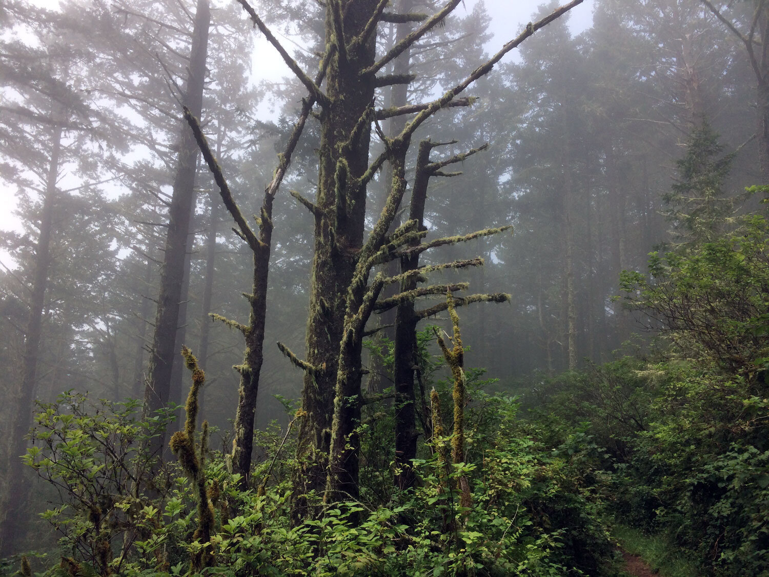 Fire Lane Trail