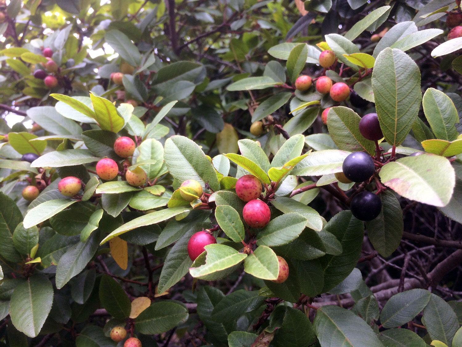 Coffeeberry (Frangula californica)