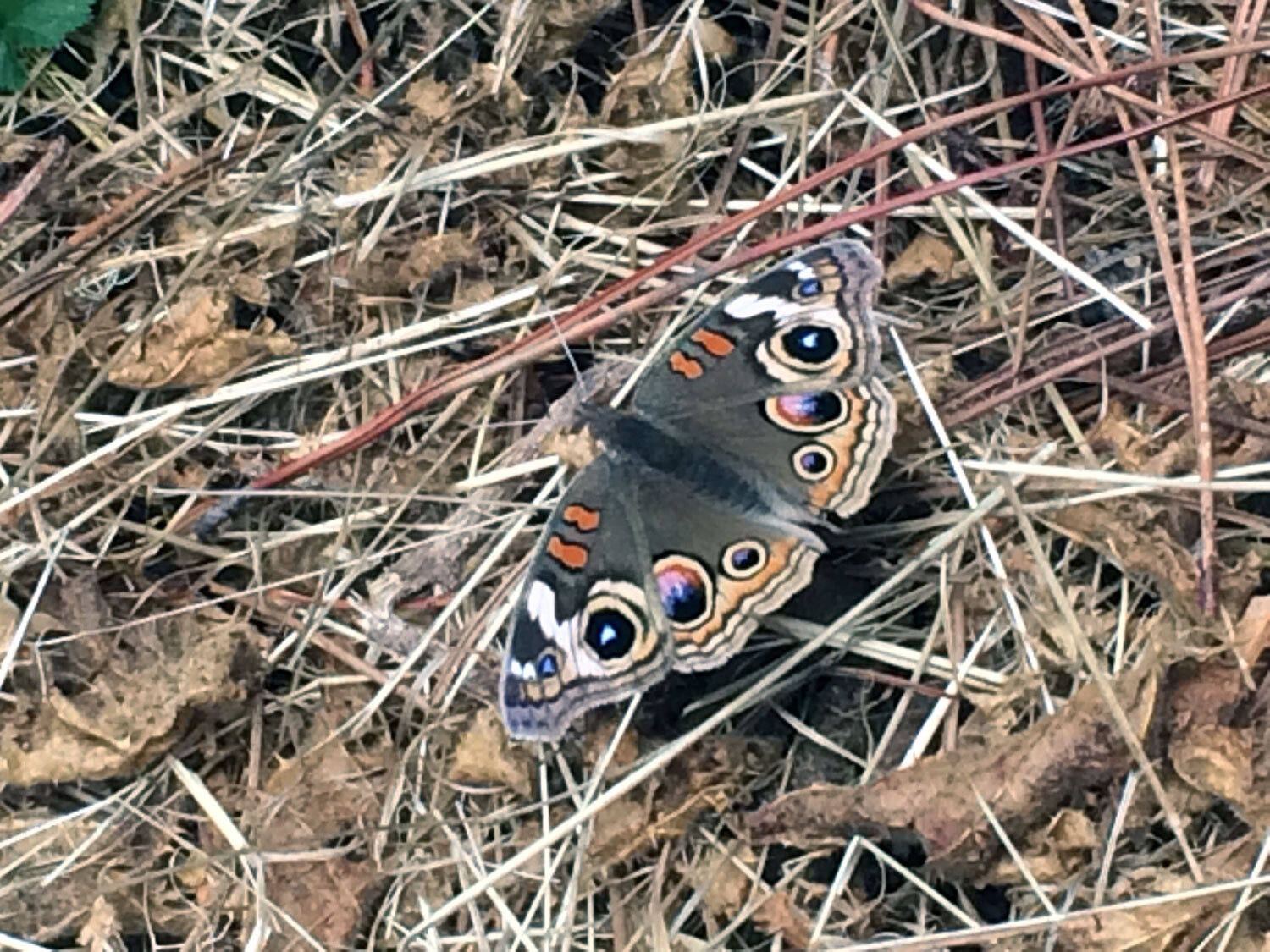 Common Buckeye (Junonia coenia)