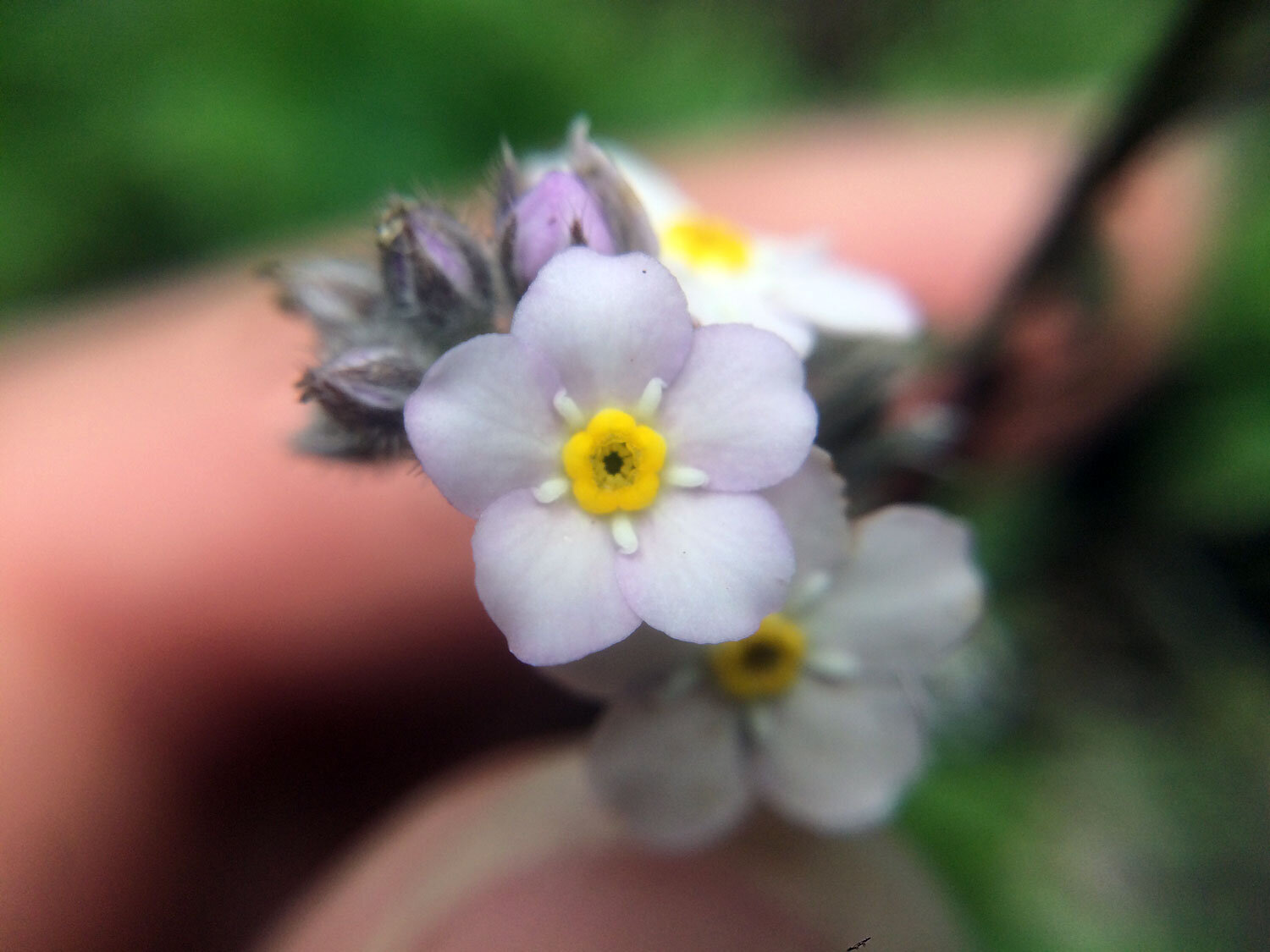 Broadleaf Forget-Me-Not (Myosotis latifolia)