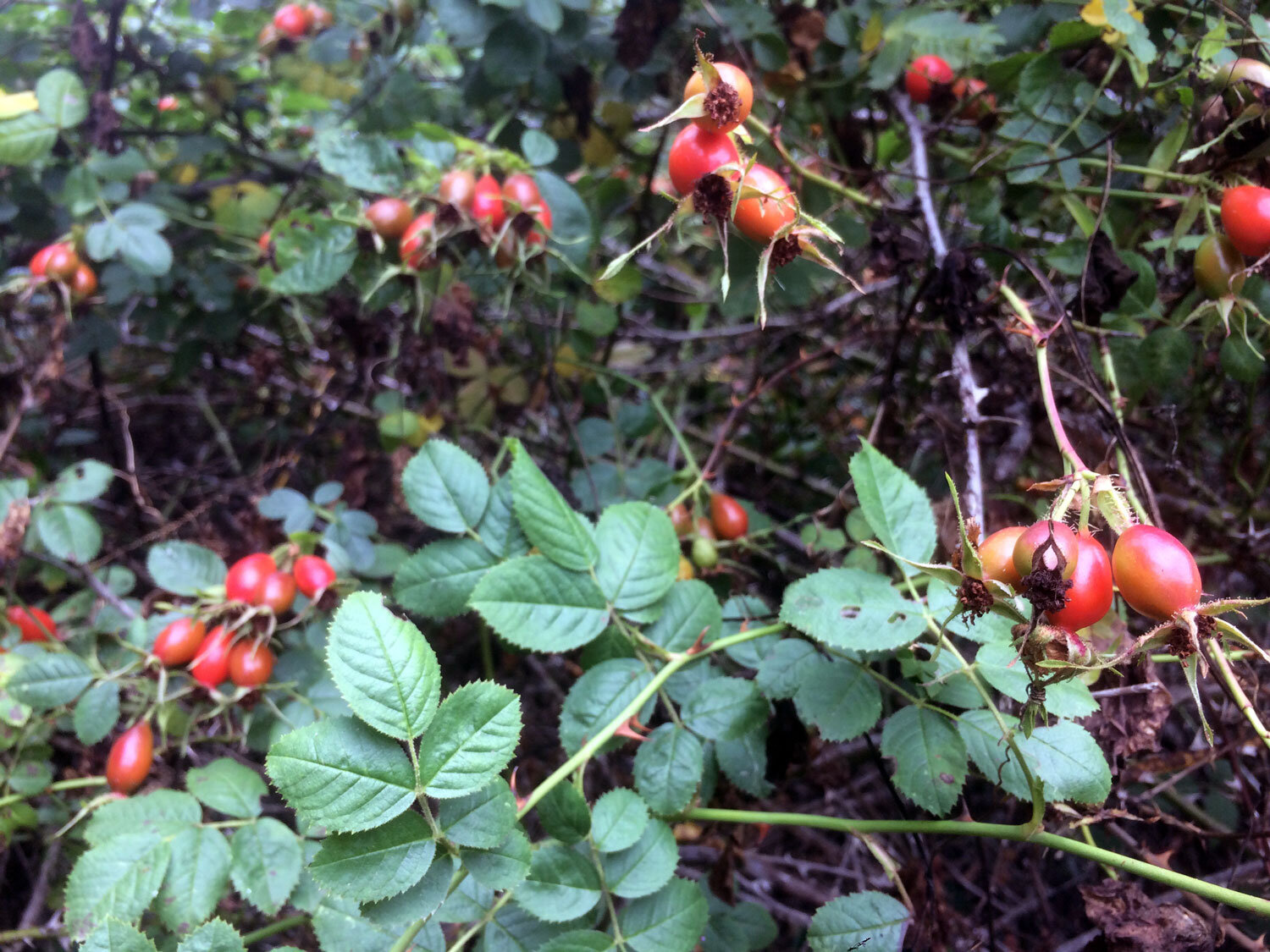 Bayview Trail Roses (Genus Rosa)