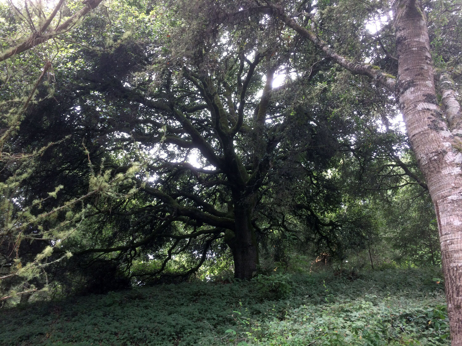 Bayview Trail oak