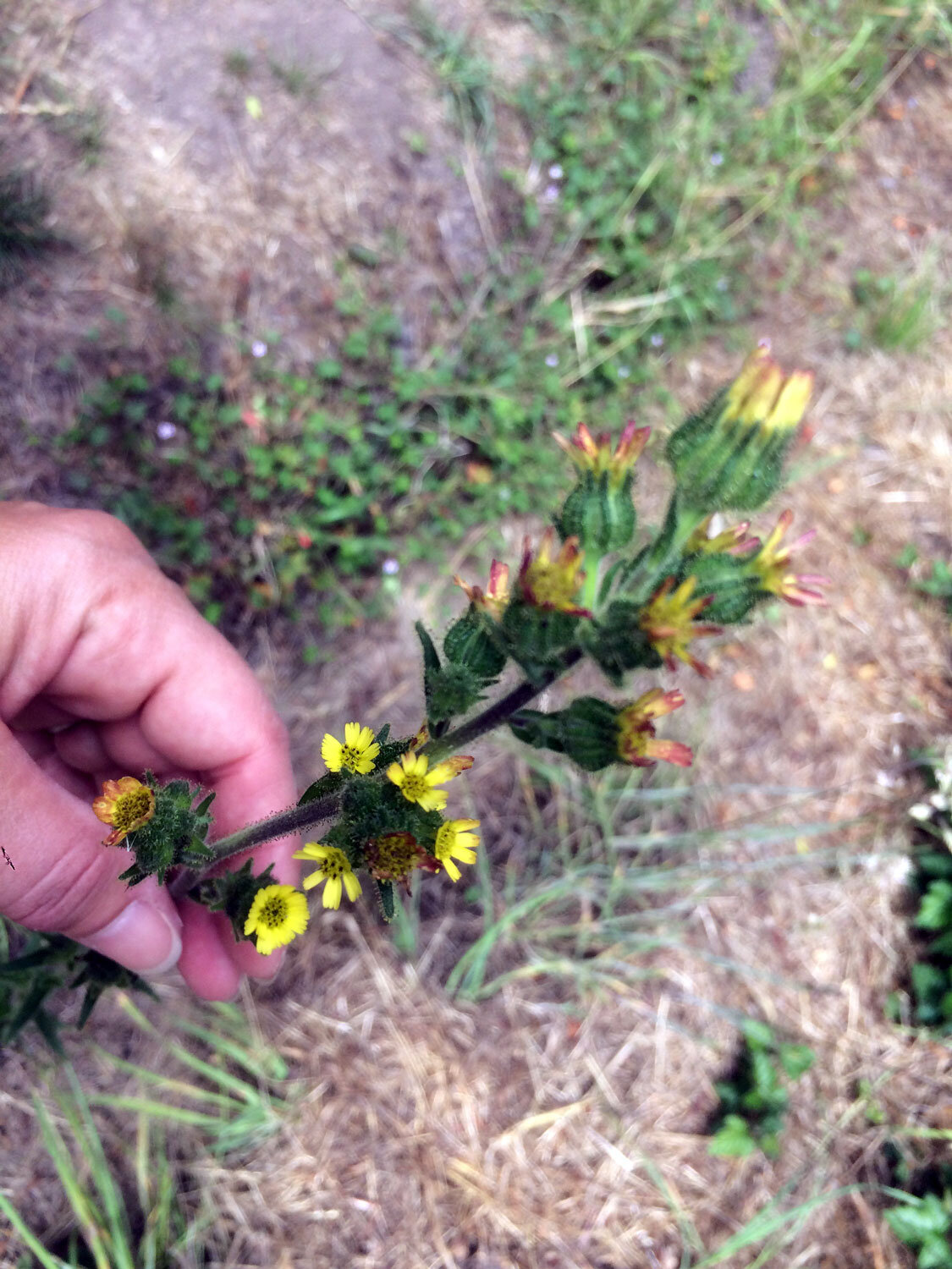 Coast Tarweed (Madia sativa)