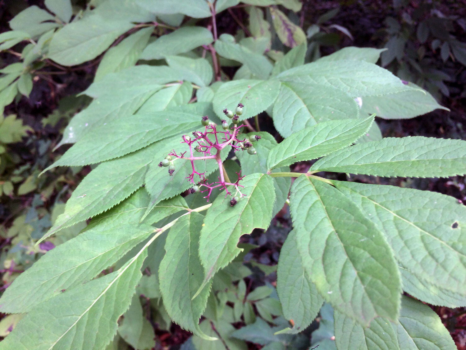 California Spikenard (Aralia californica)