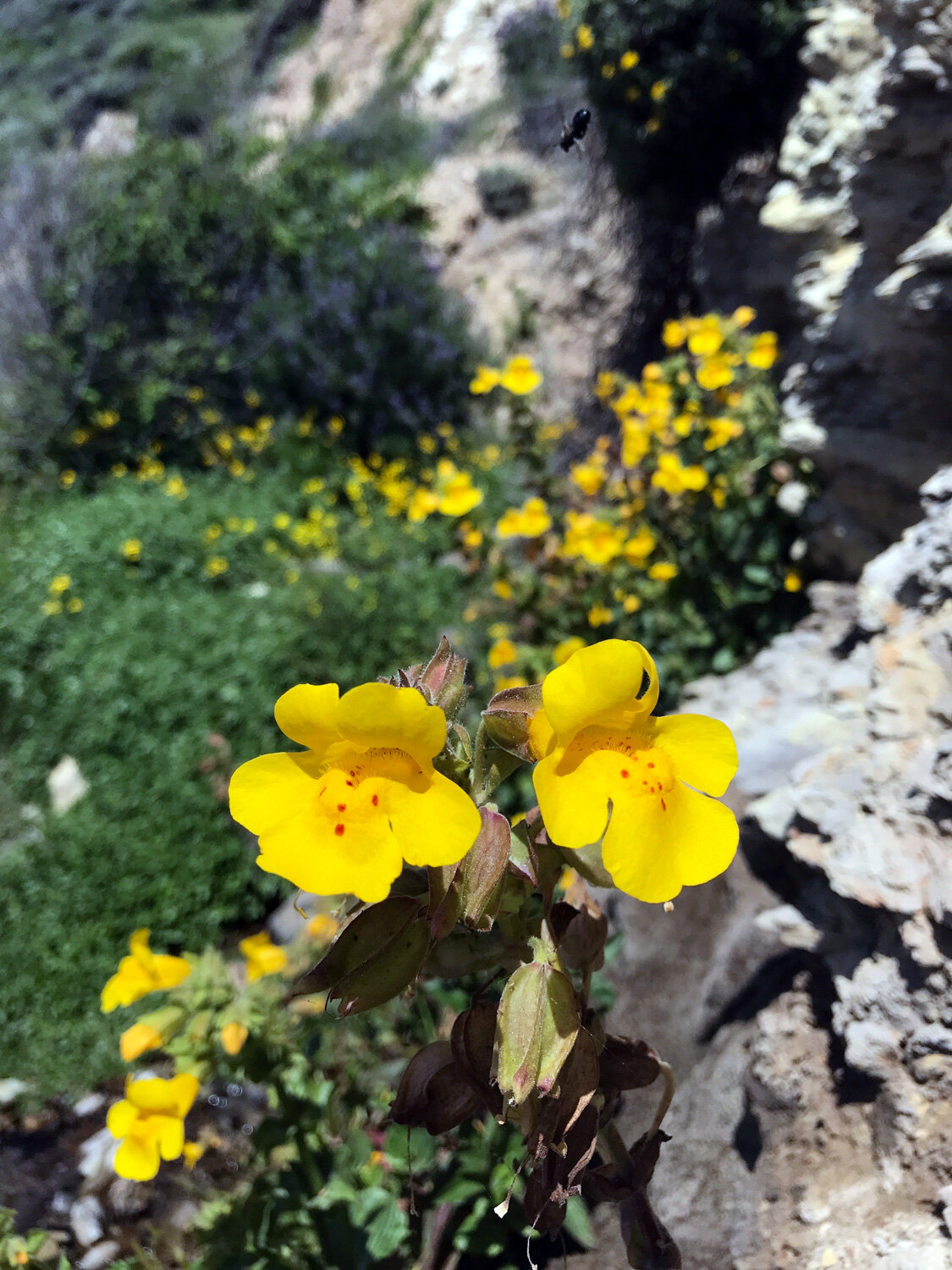 Seep Monkeyflower (Erythranthe guttata)