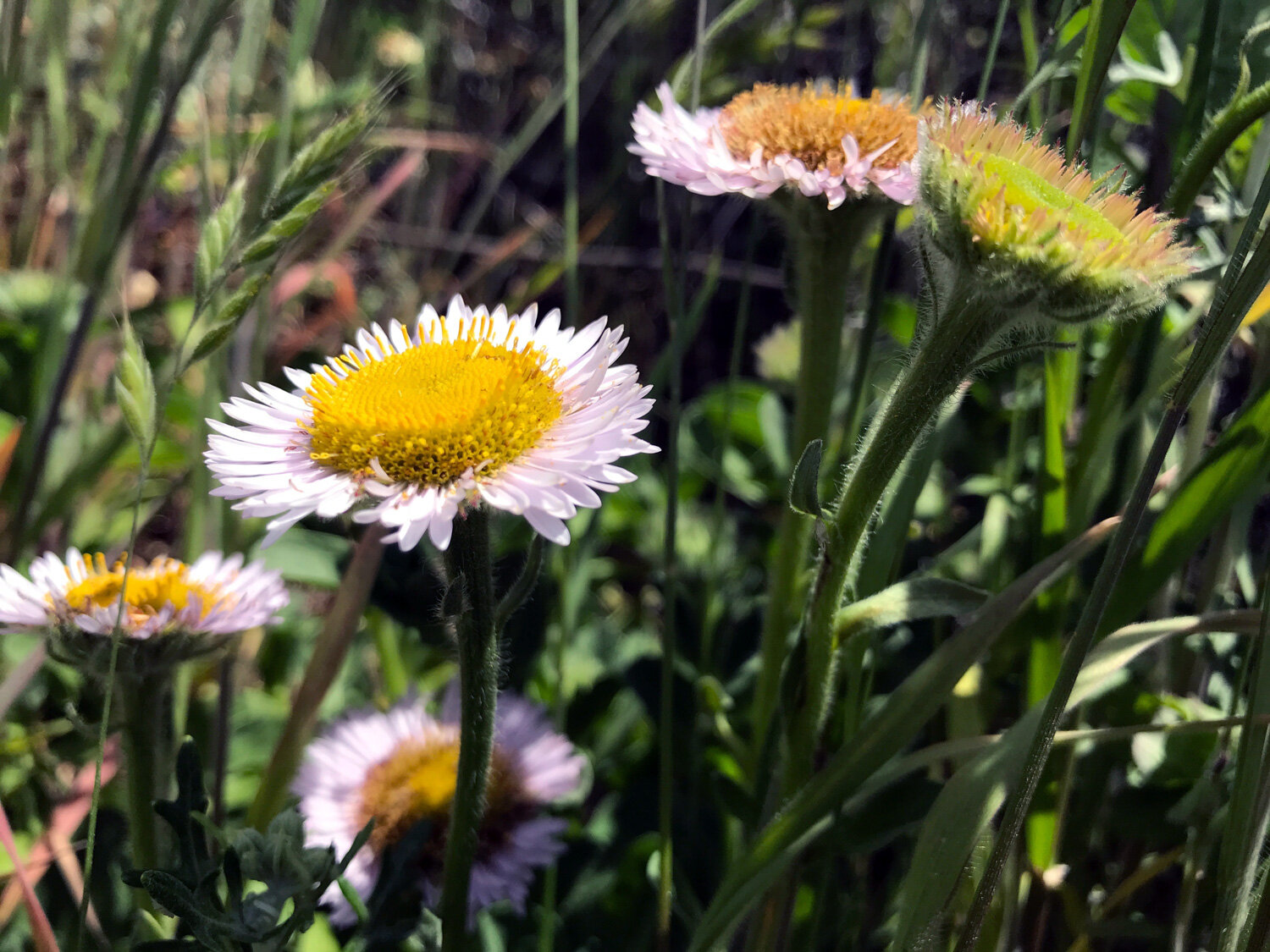 Seaside Daisy (Erigeron glaucus)