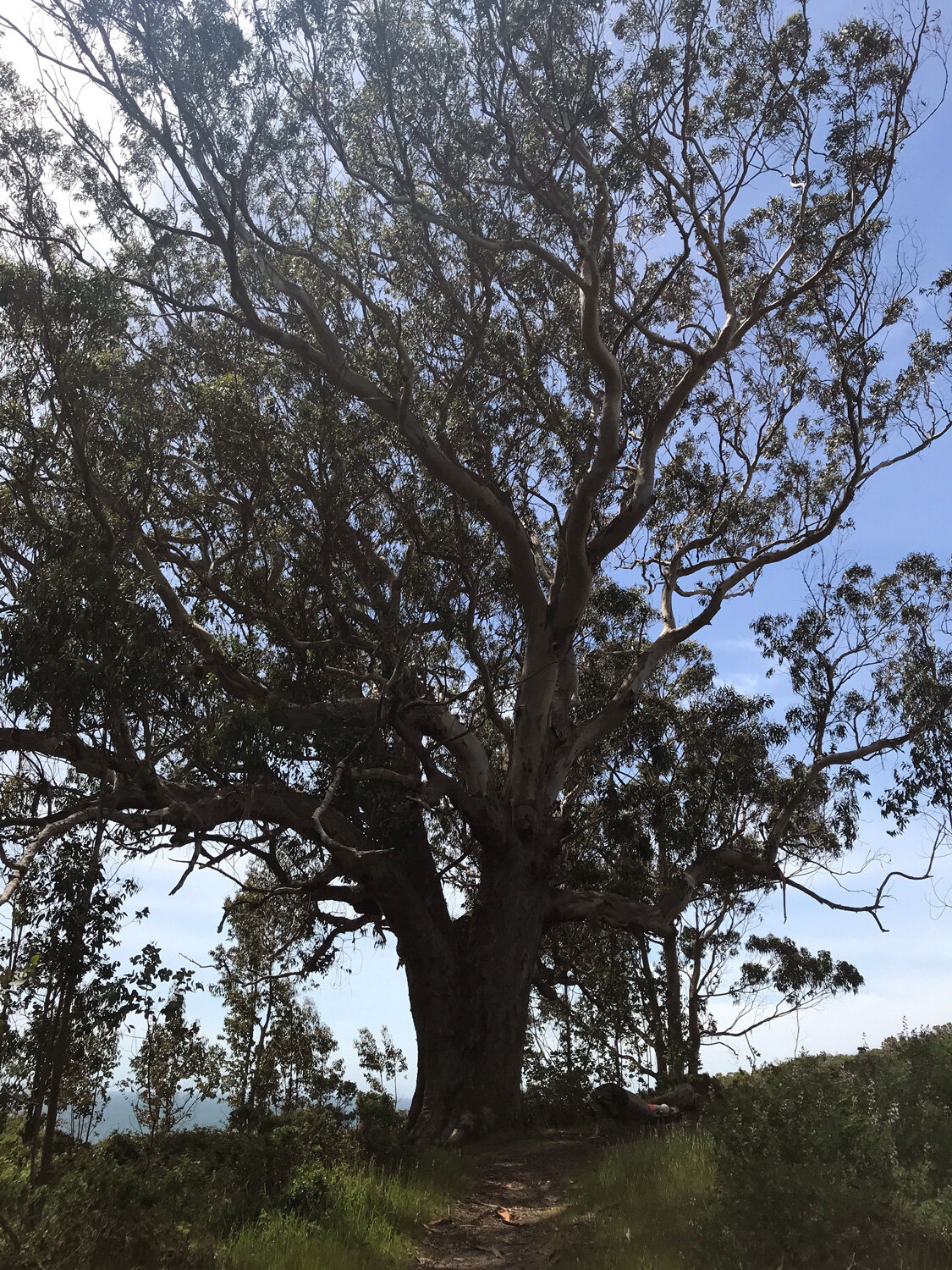 Eucalyptus tree marks the trailhead