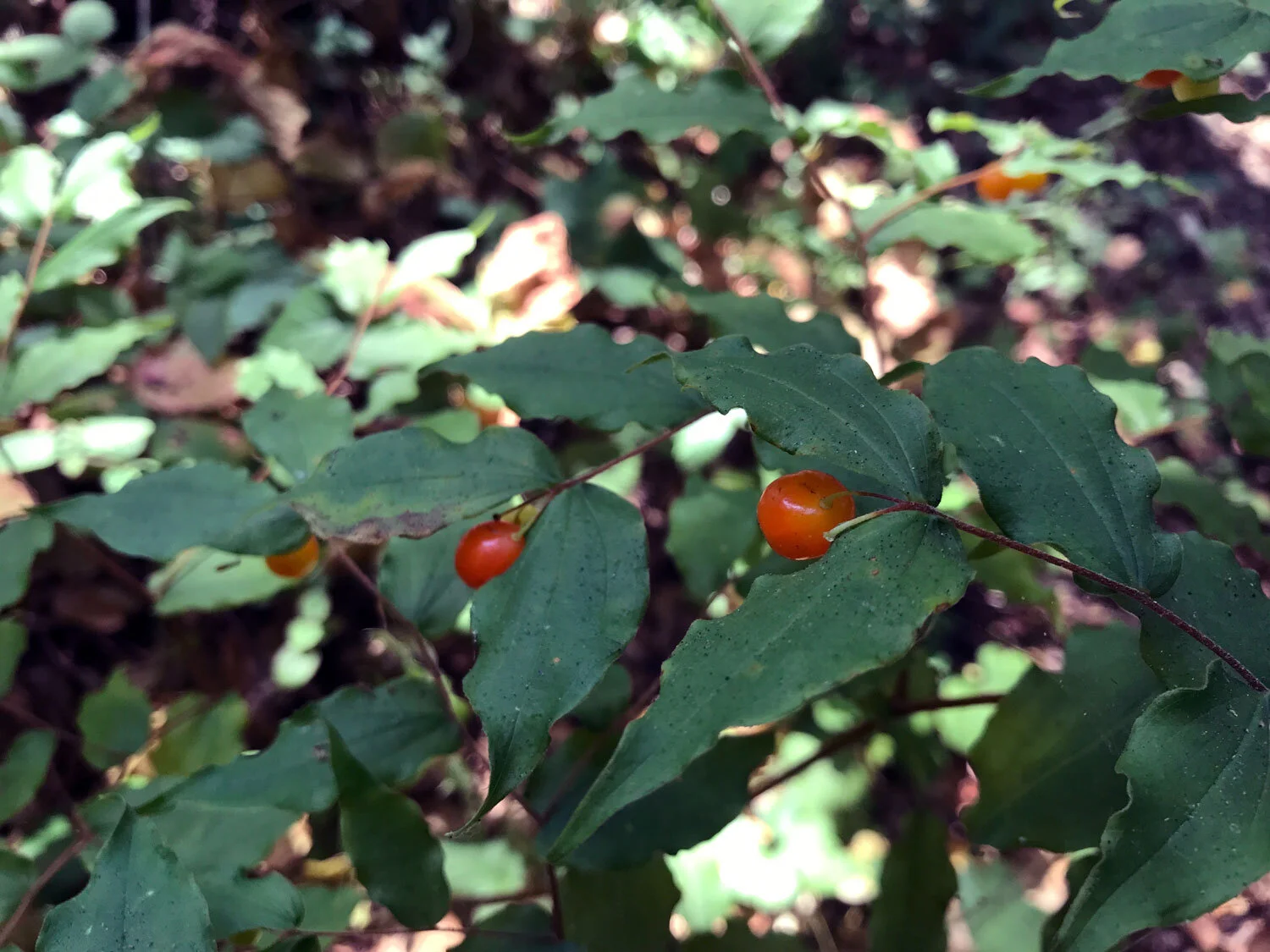 Largeflower Fairybells (Prosartes smithii)