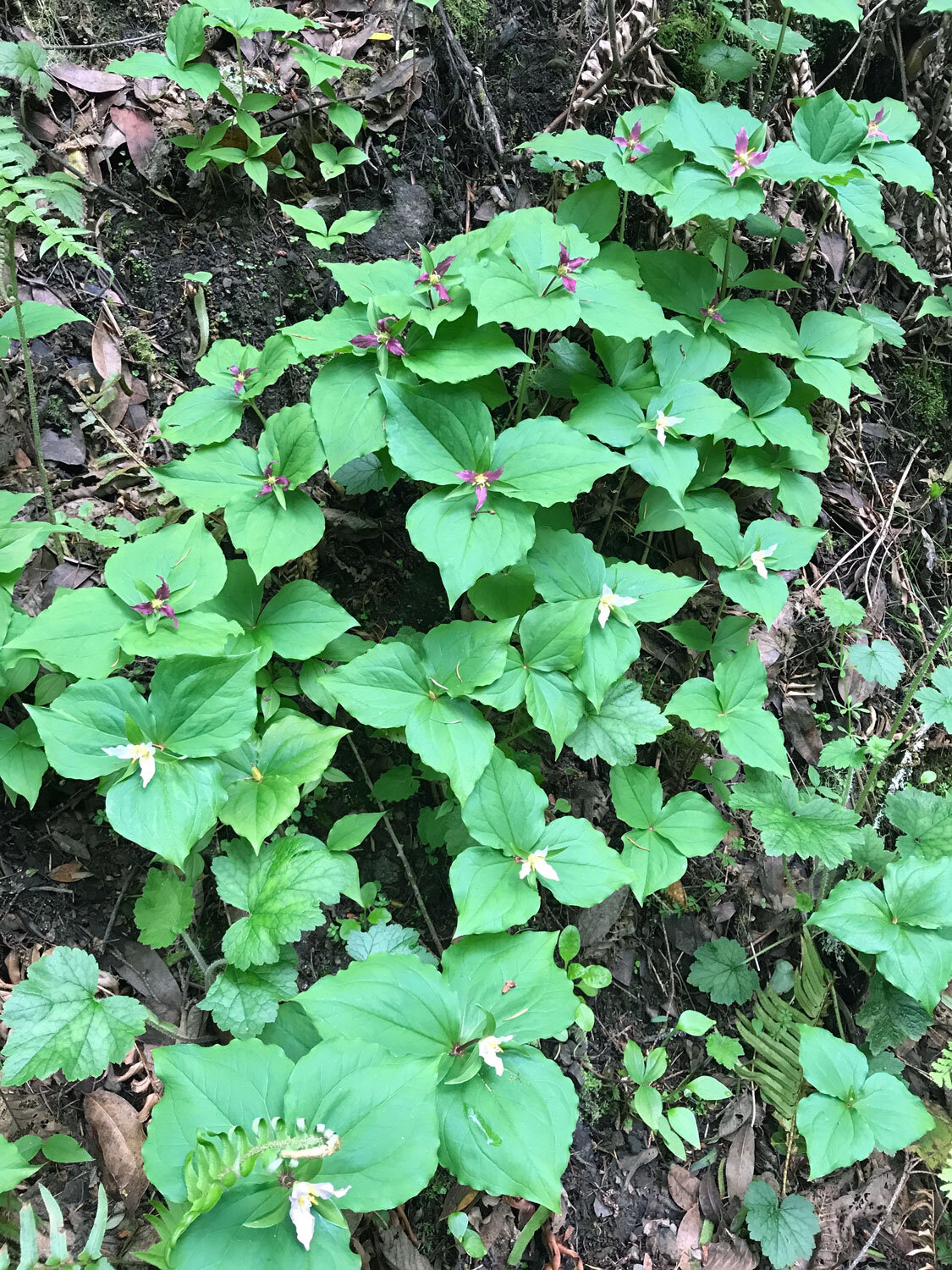 Pacific Trillium (Trillium ovatum)