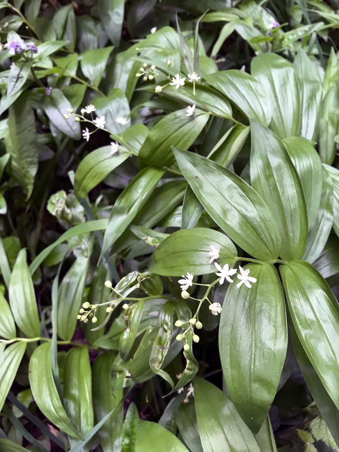 Star-flowered Lily-of-the-Valley (Maianthemum stellatum)