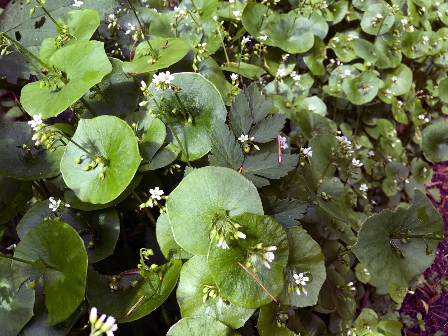 Miner's Lettuce (Claytonia perfoliate)