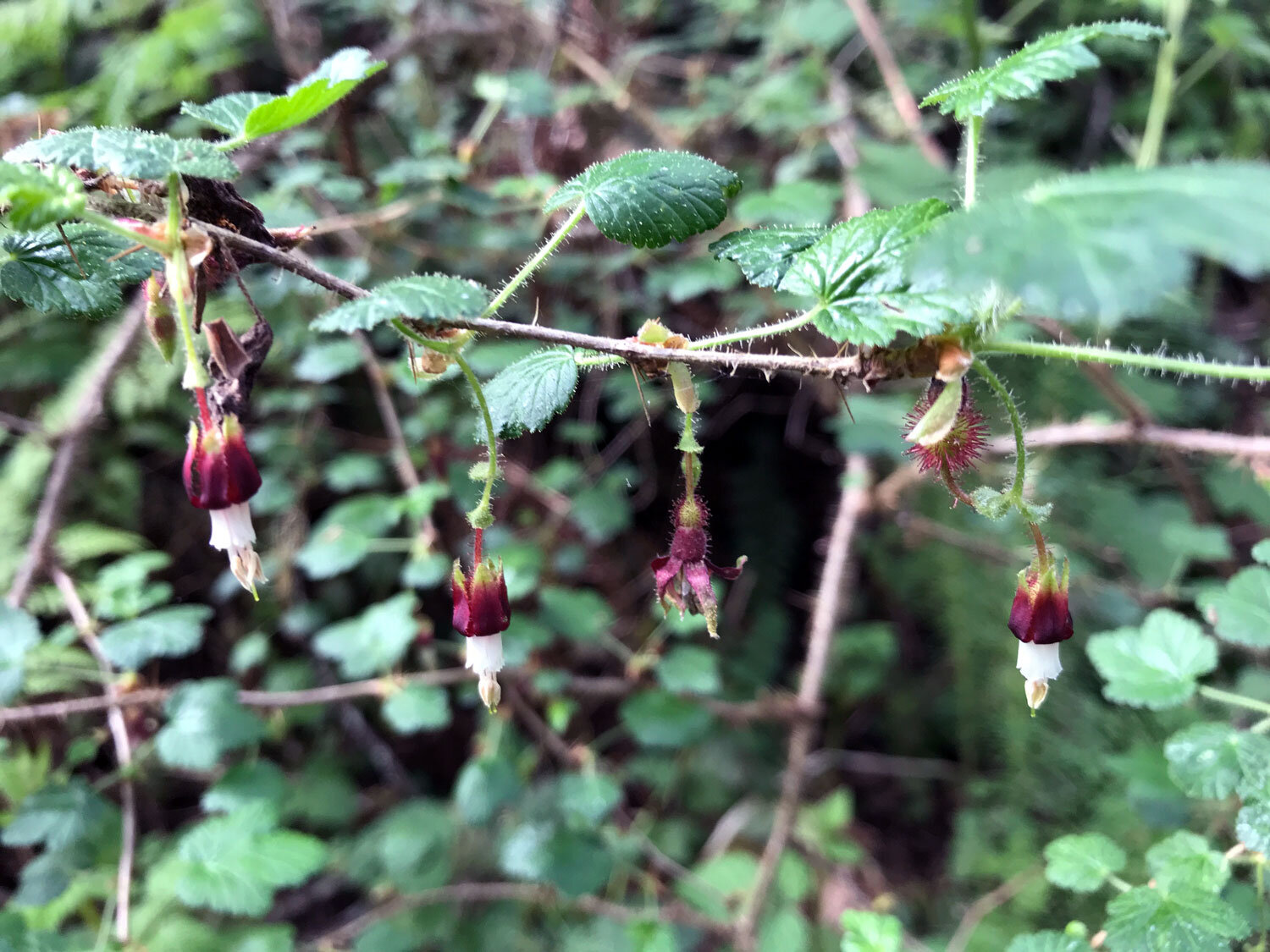 Canyon Gooseberry (Ribes menziesii)