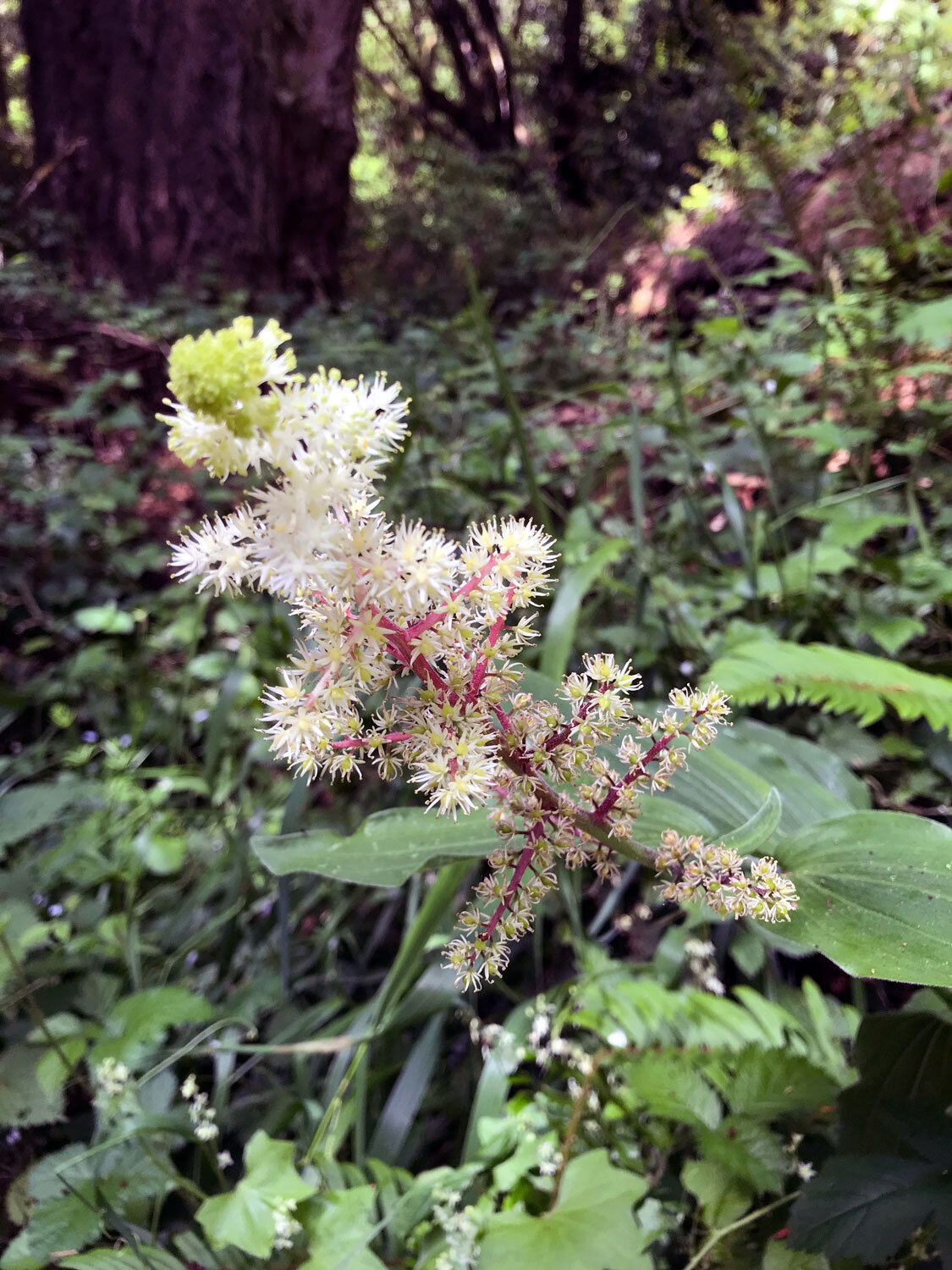 False Solomon's Seal (Maianthemum racemosum)