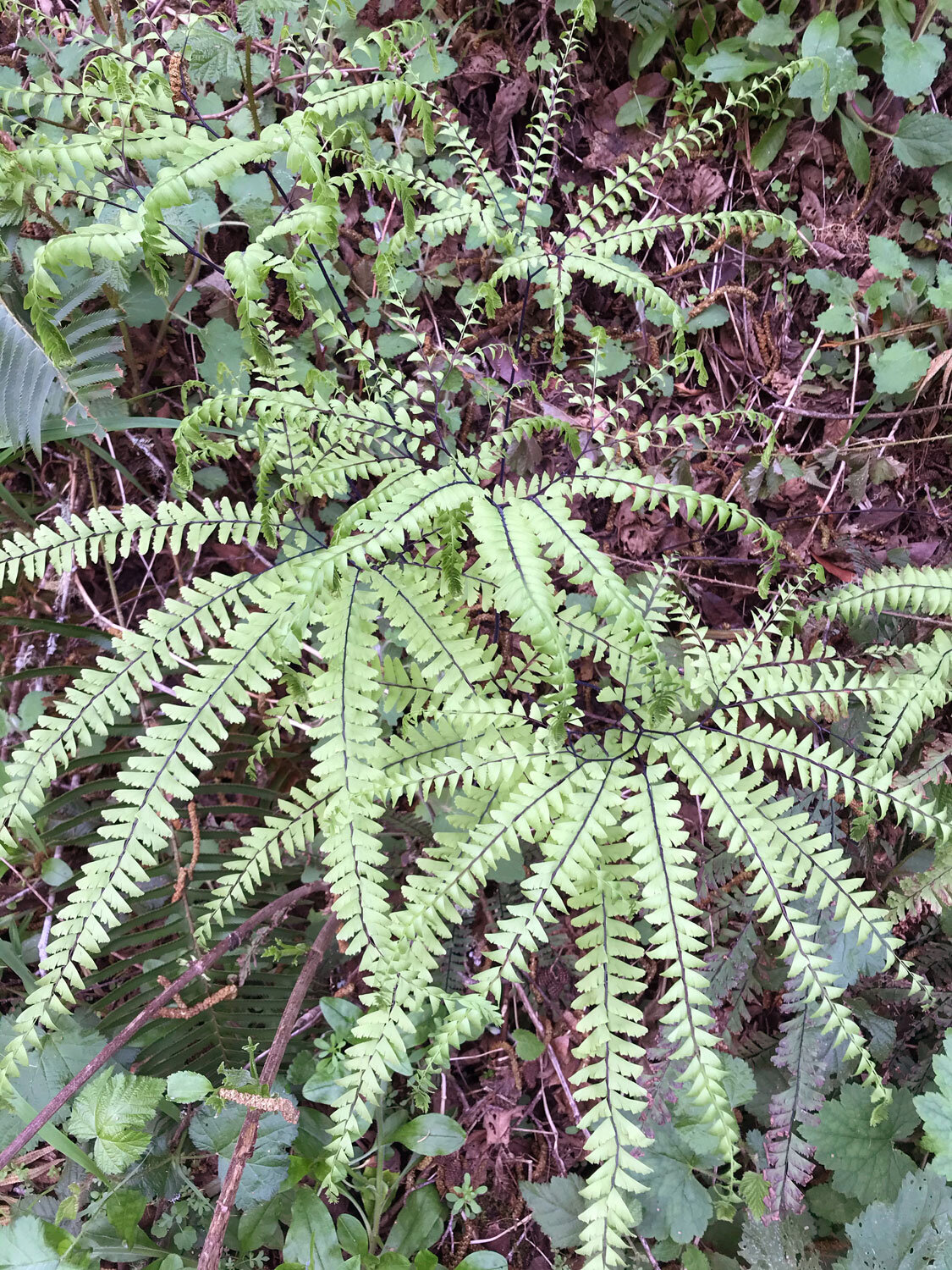 Western Maidenhair Fern (Adiantum aleuticum)