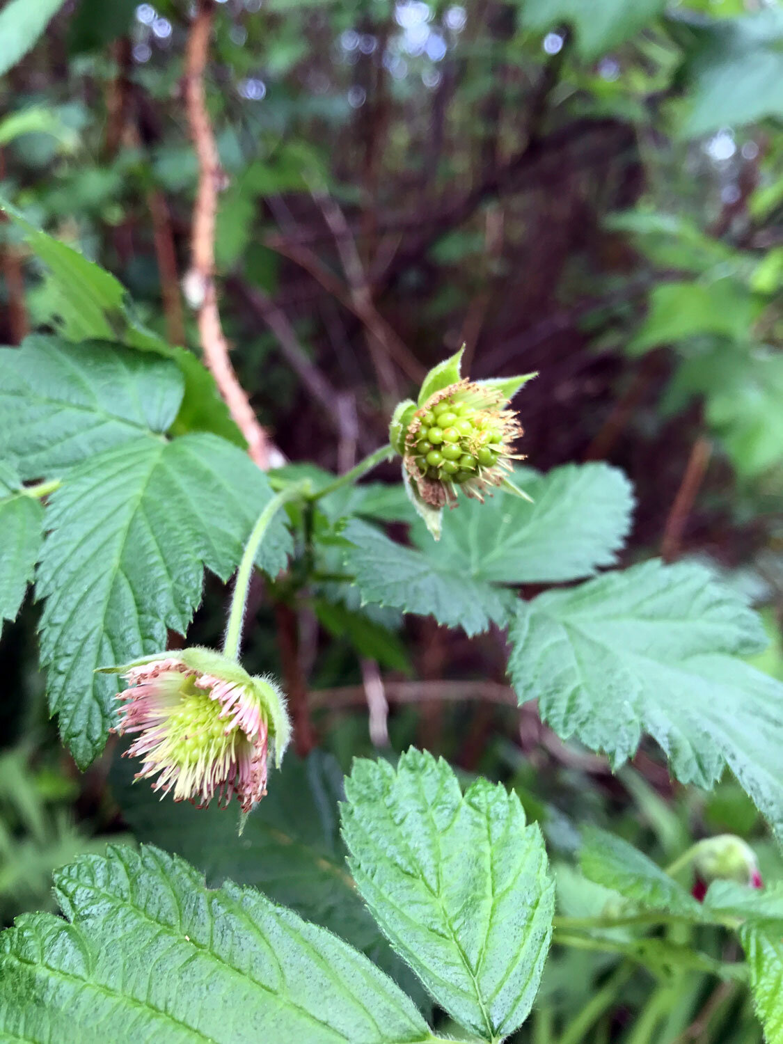 Salmonberry (Rubus spectabilis)