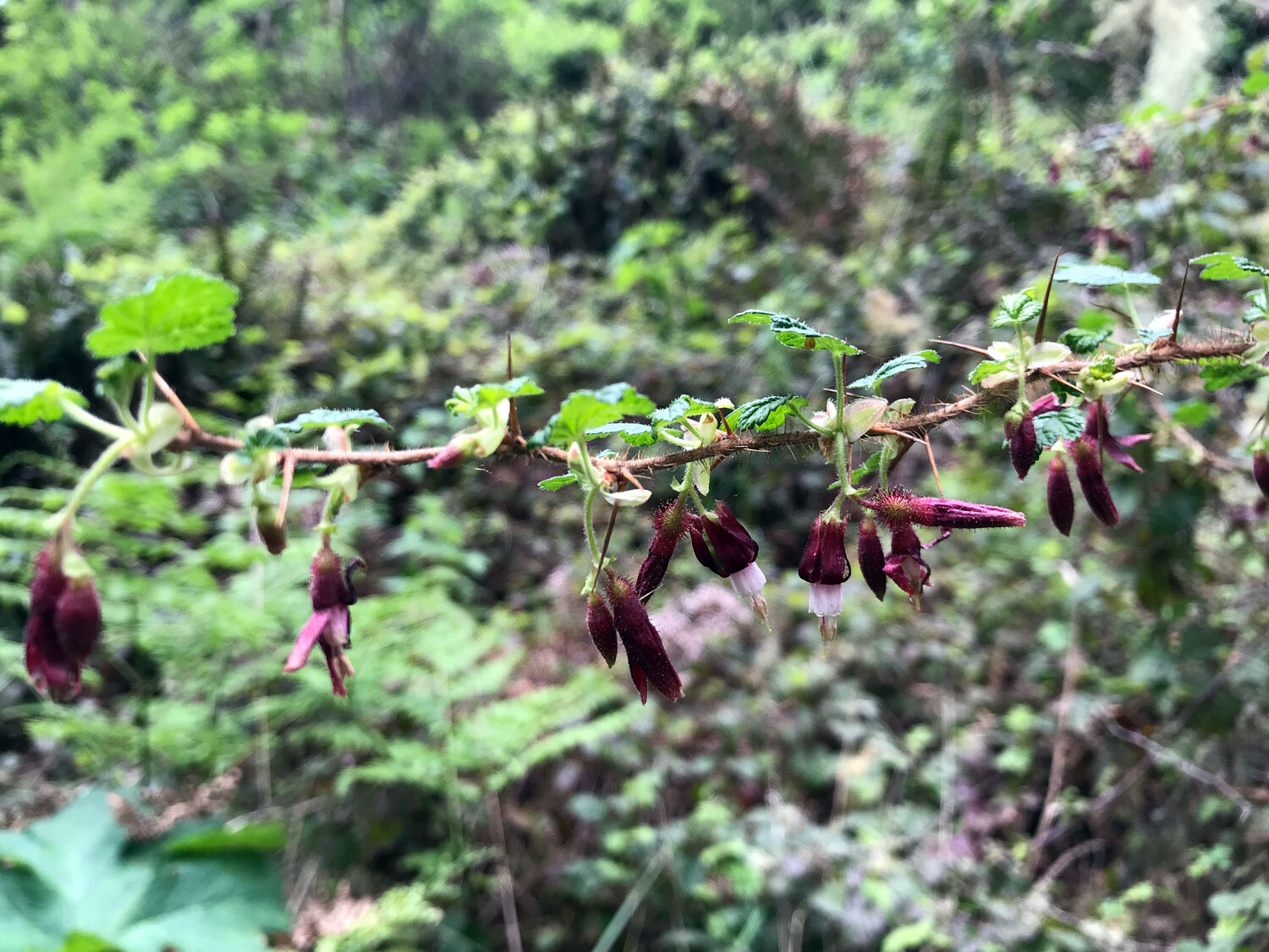 Canyon Gooseberry (Ribes menziesii) 