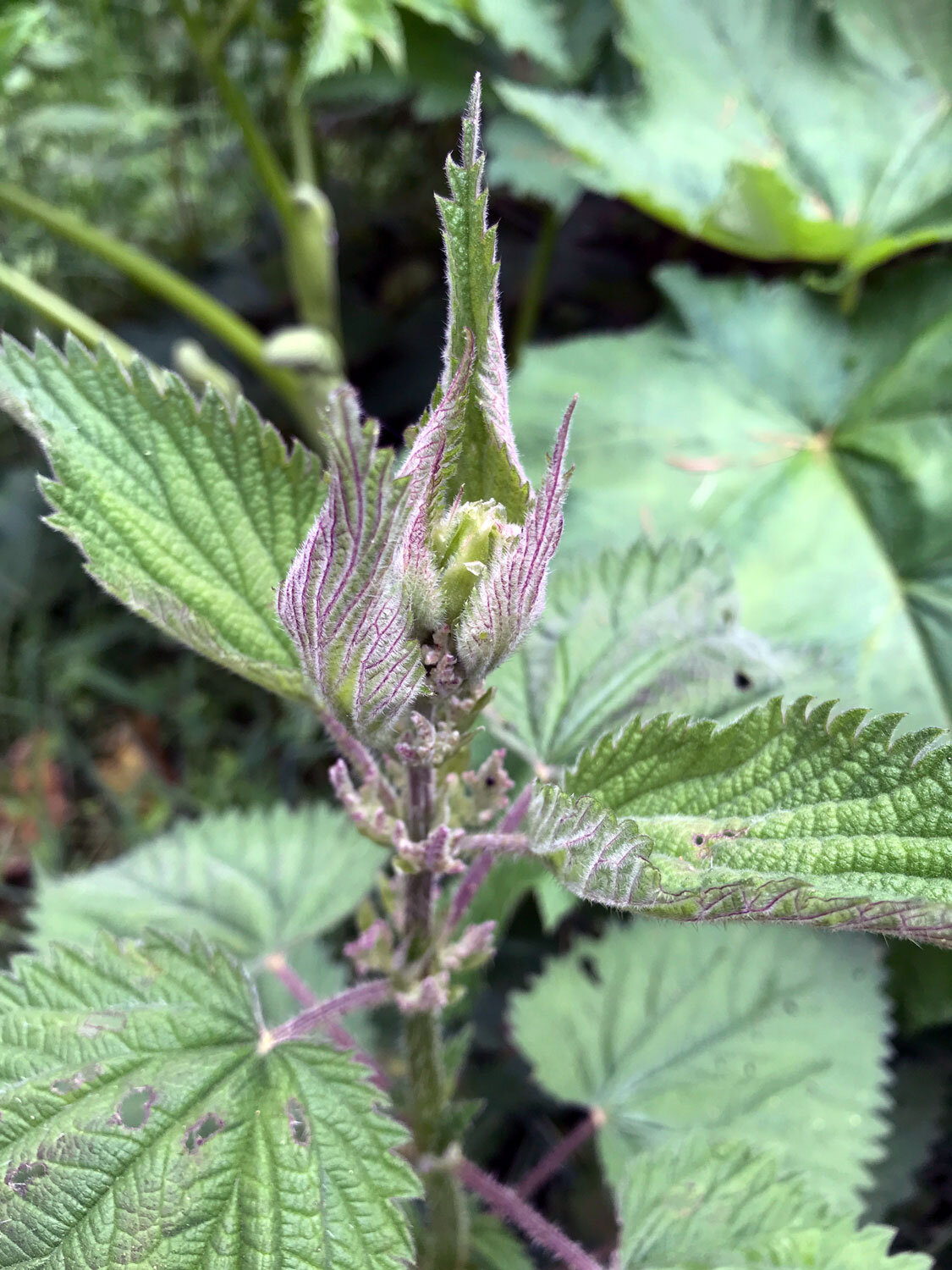 Stinging Nettle (Urtica dioica)