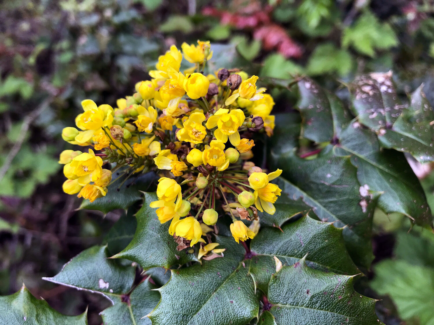 California Barberry (Berberis pinnata)