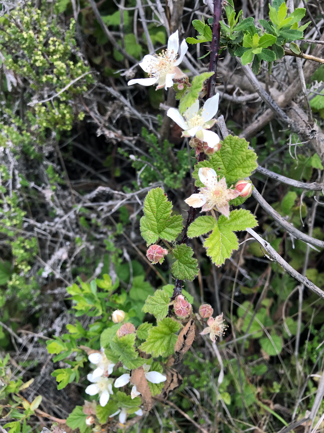 Trailing Blackberry (Rubus ursinus)