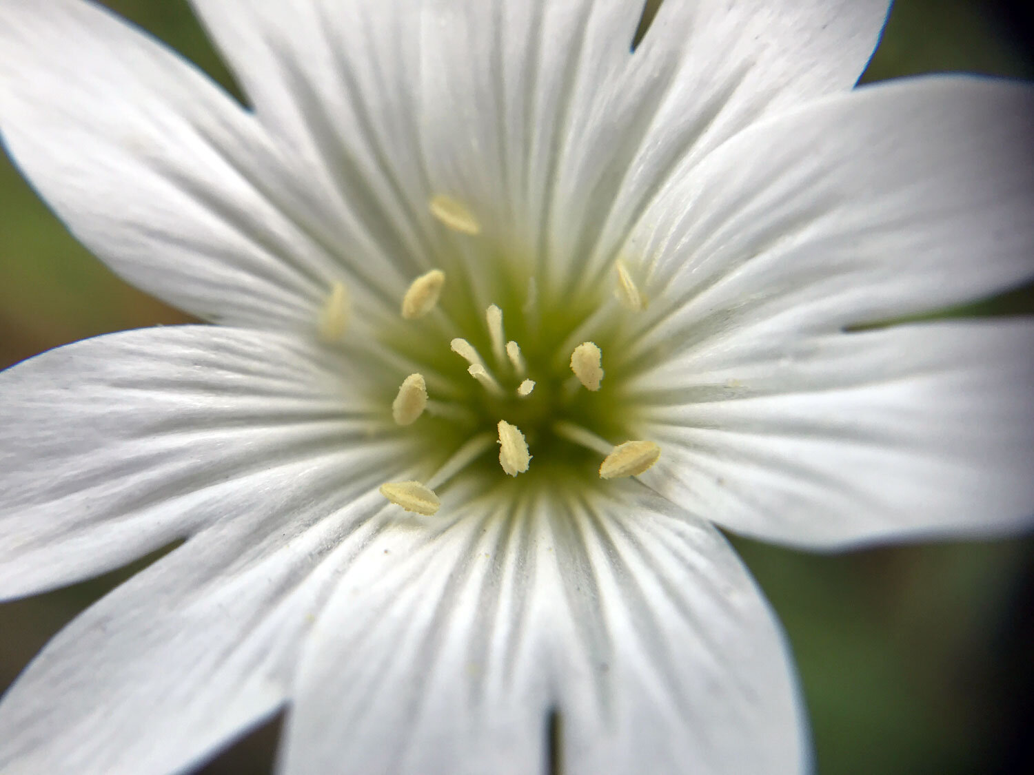 detail of Field Chickweed (Cerastium arvense)