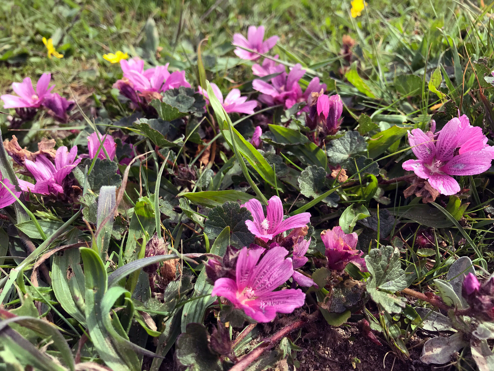 Dwarf Checkermallow (Sidalcea malviflora)