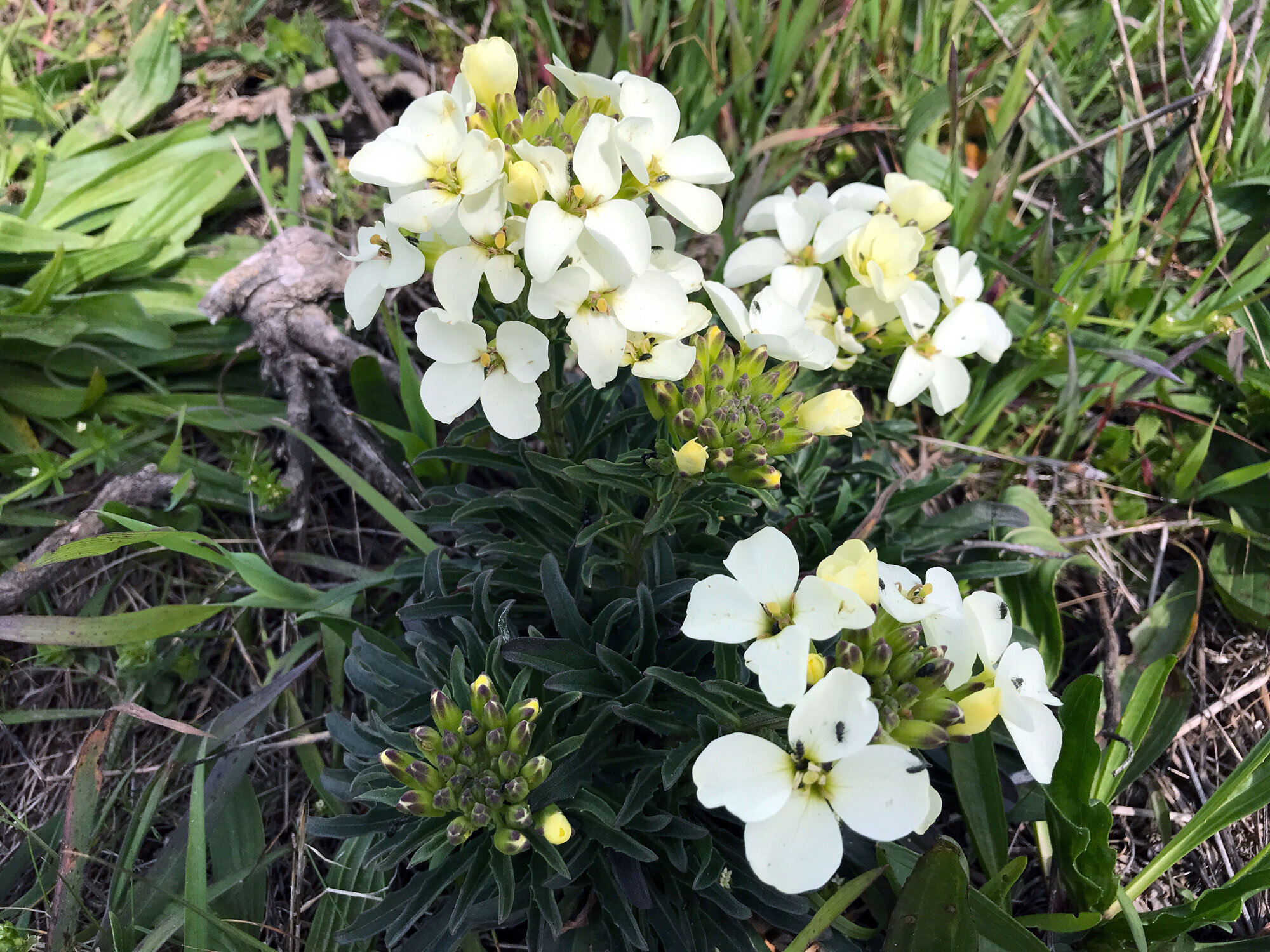 Headland Wallflower (Erysimum concinnum)