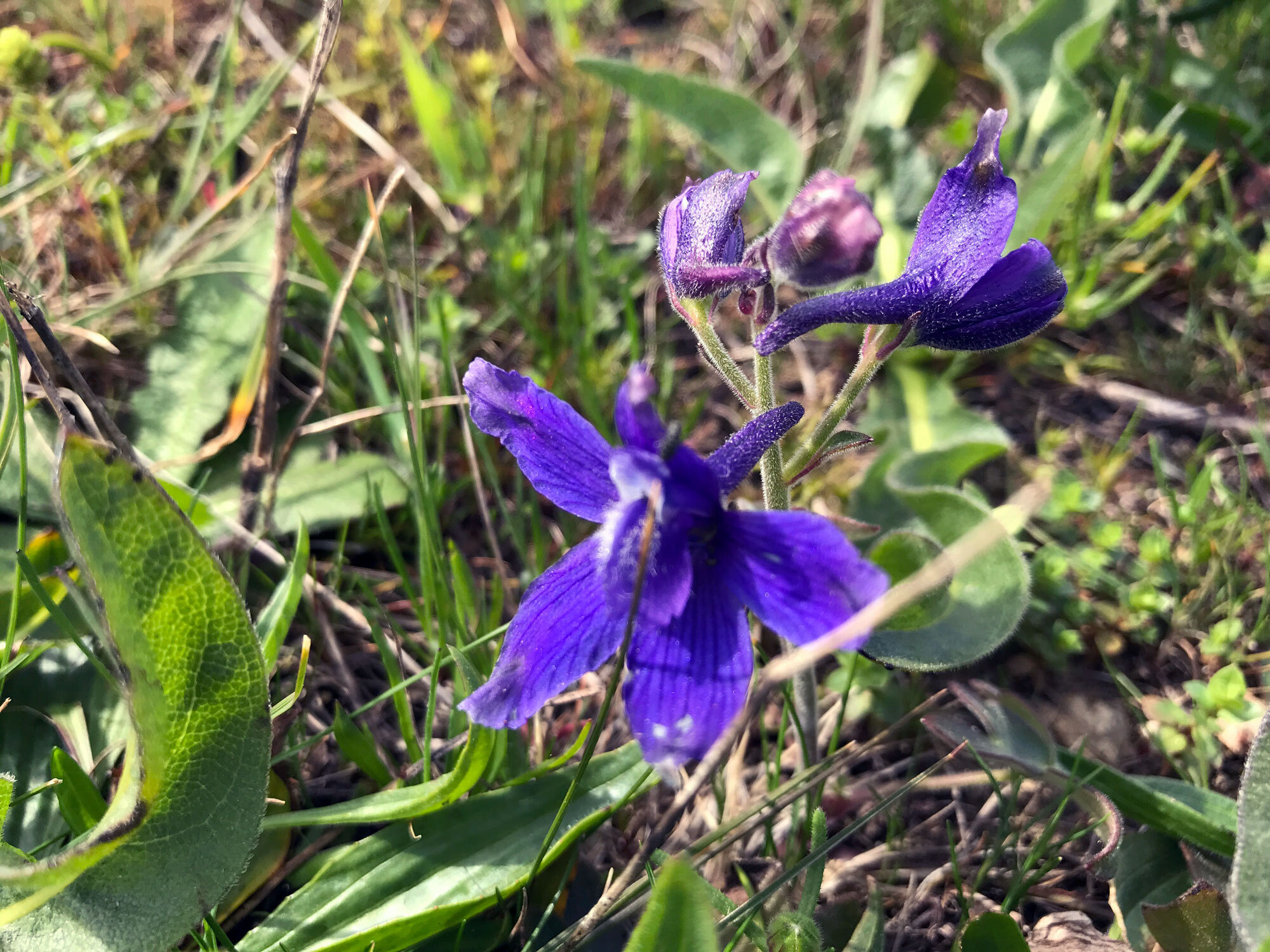 Coastal Larkspur (Delphinium decorum)